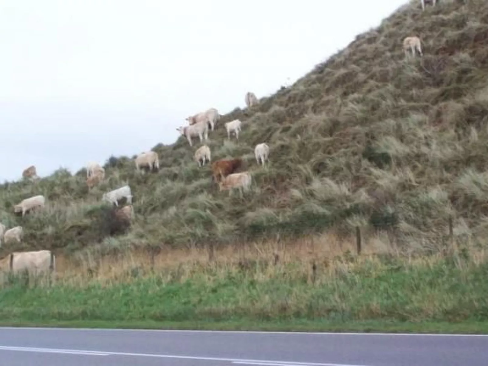 Gemütlicher Bungalow für 4 Personen-Buiten