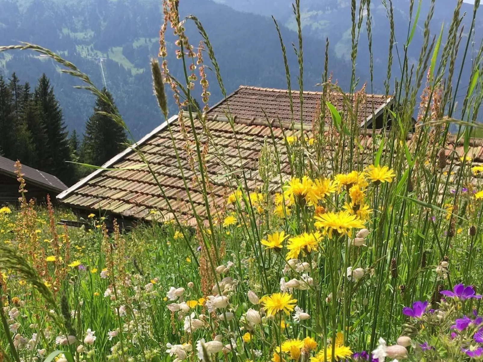 Katharina von Allmen-Image-tags.info