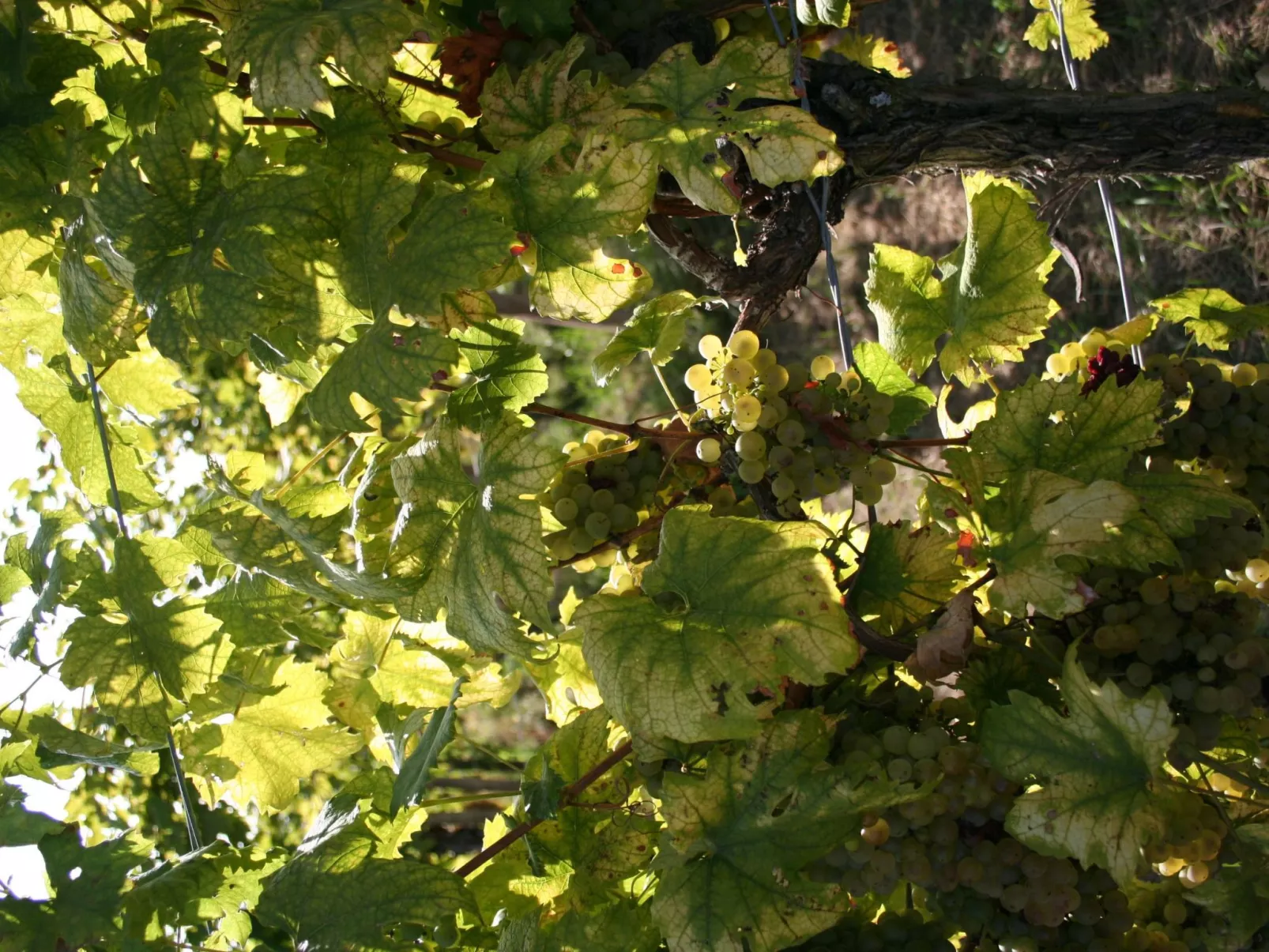 Rebenchalet-Image-tags.info