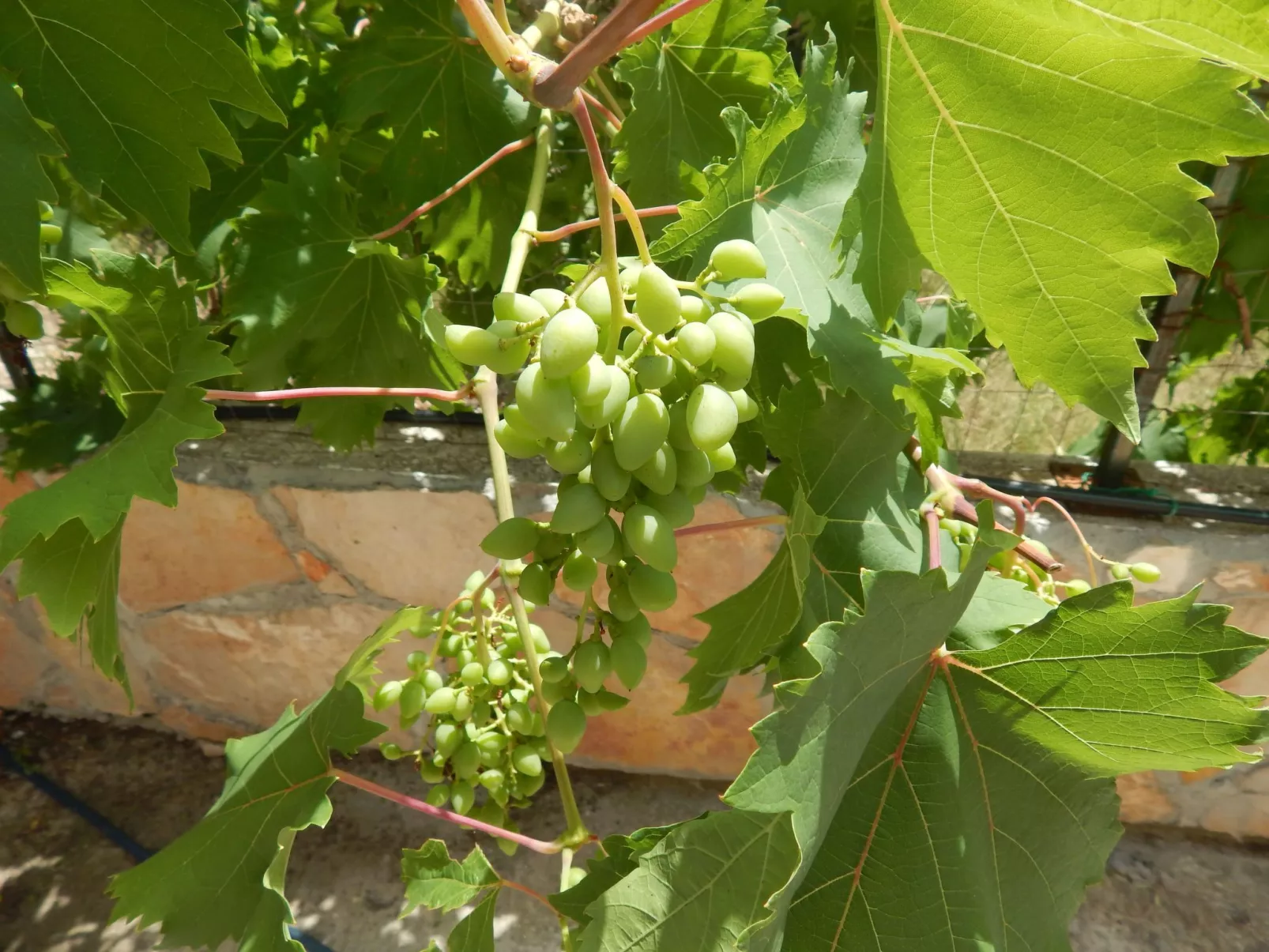 Für 4 Personen ca. 60 m&sup2; in Milna auf Brac, Adriaküste Kroatien (Kroatisch-Buiten