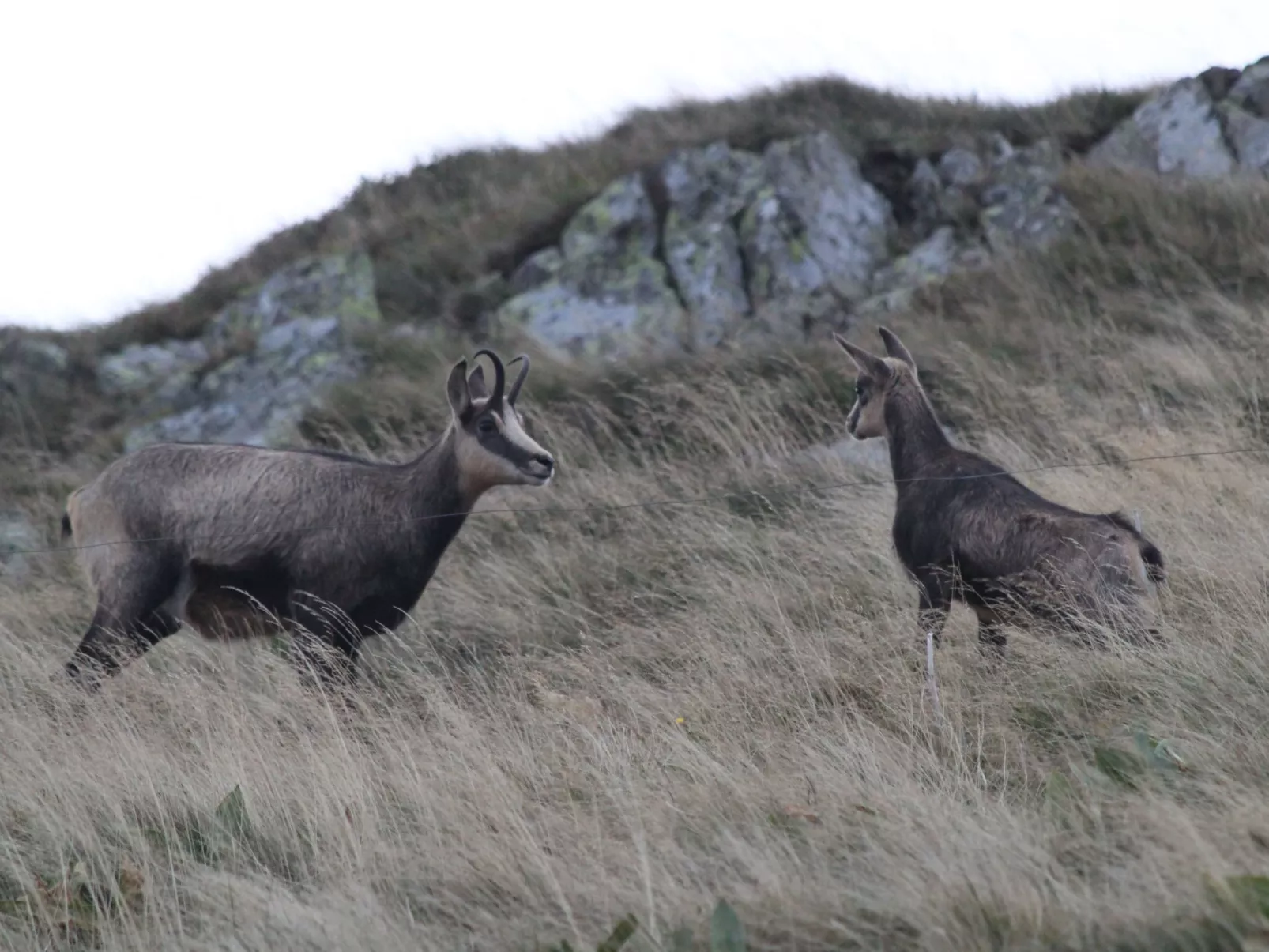 Zwischen Elsass und Vogesen, gite in einem schönen Chalet.-Buiten