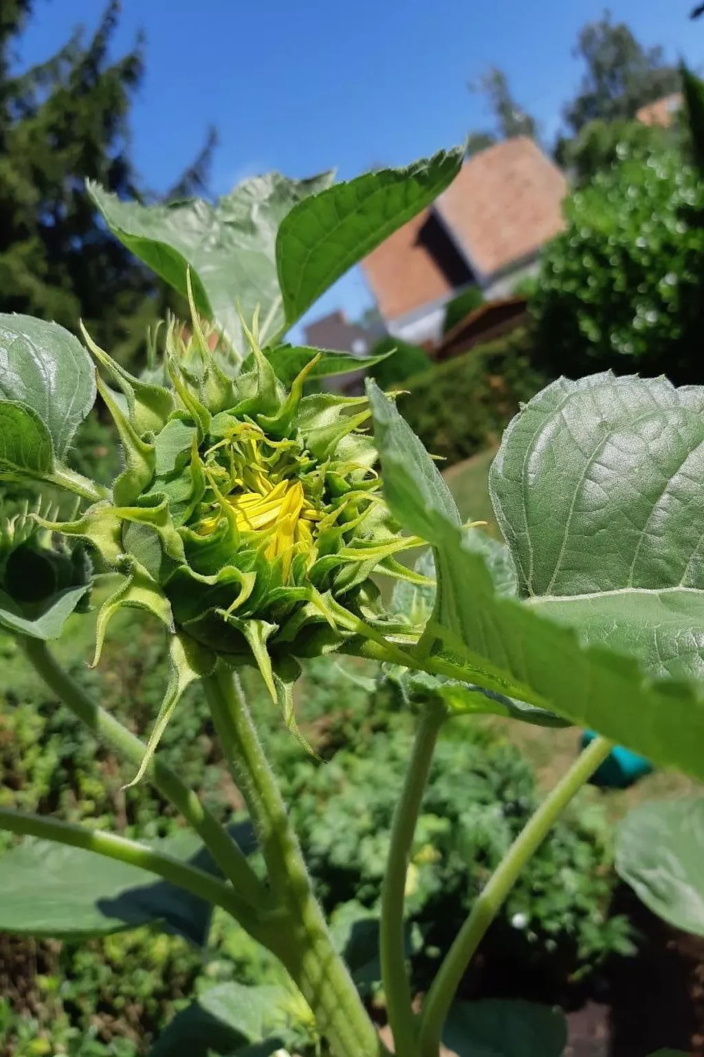 Klimatisiertes Ferienhaus in Bükfürdö mit Garten-Buiten