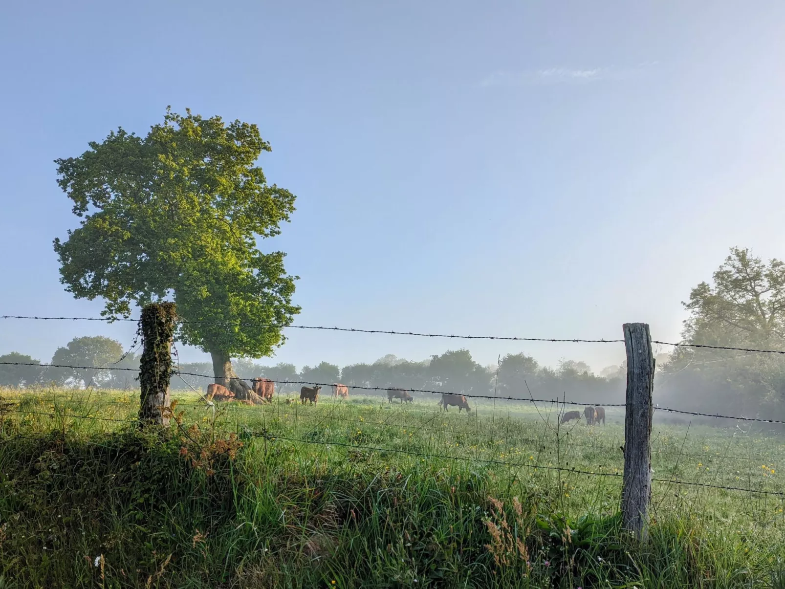 Helles, offenes Ferienhaus, Gemeinschaftspool Hunde-Buiten