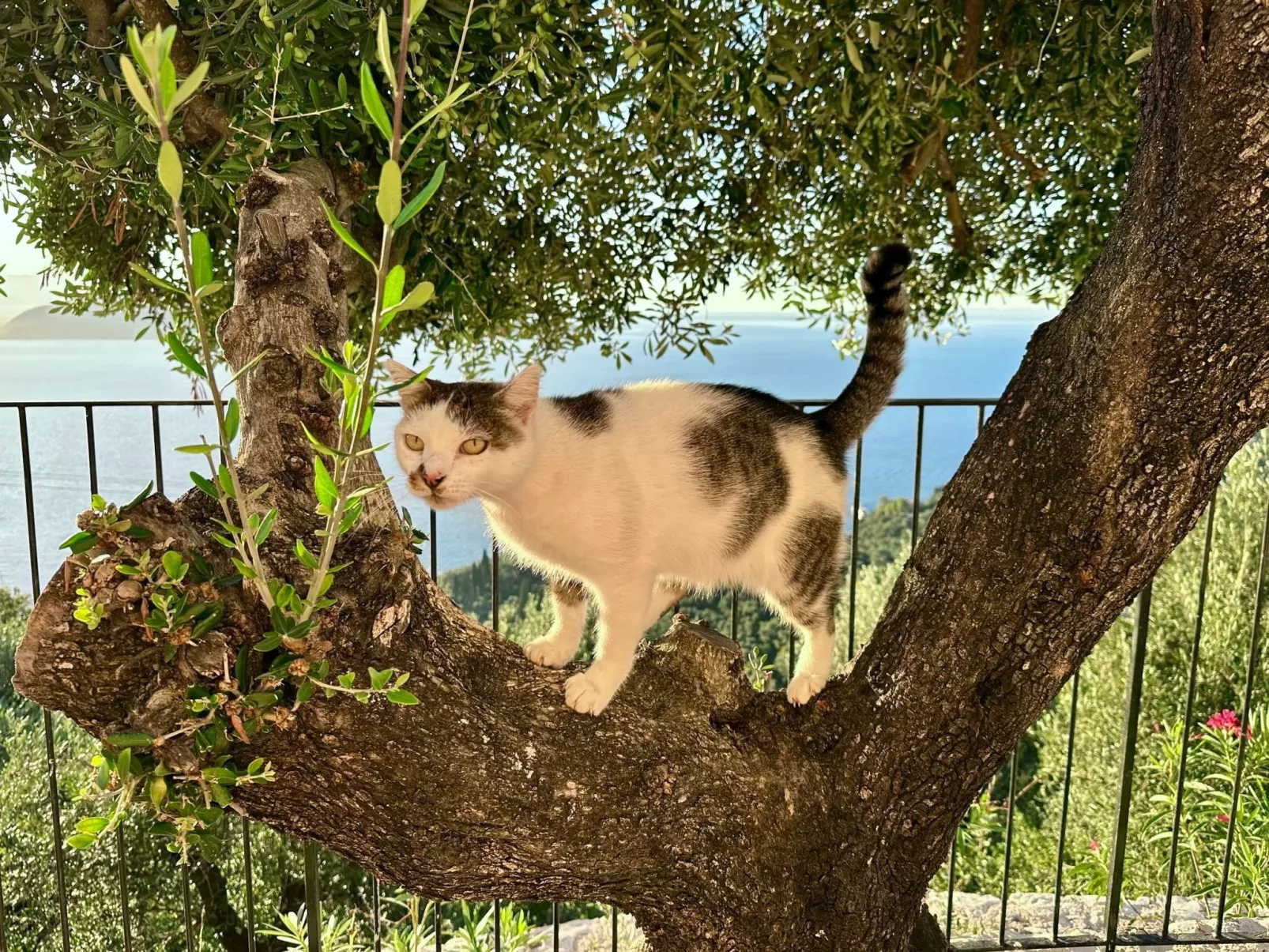Prächtige Villa in spektakulärer Lage-Buiten