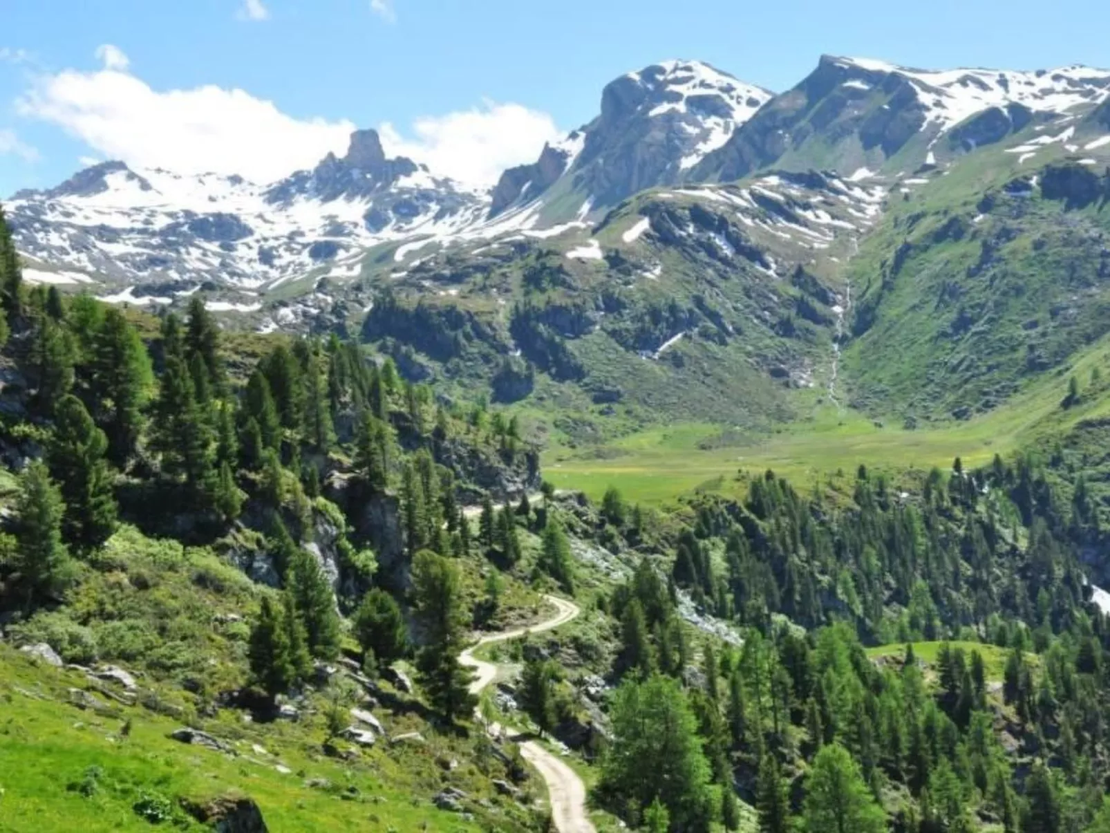 Blue Merle-Image-tags.info