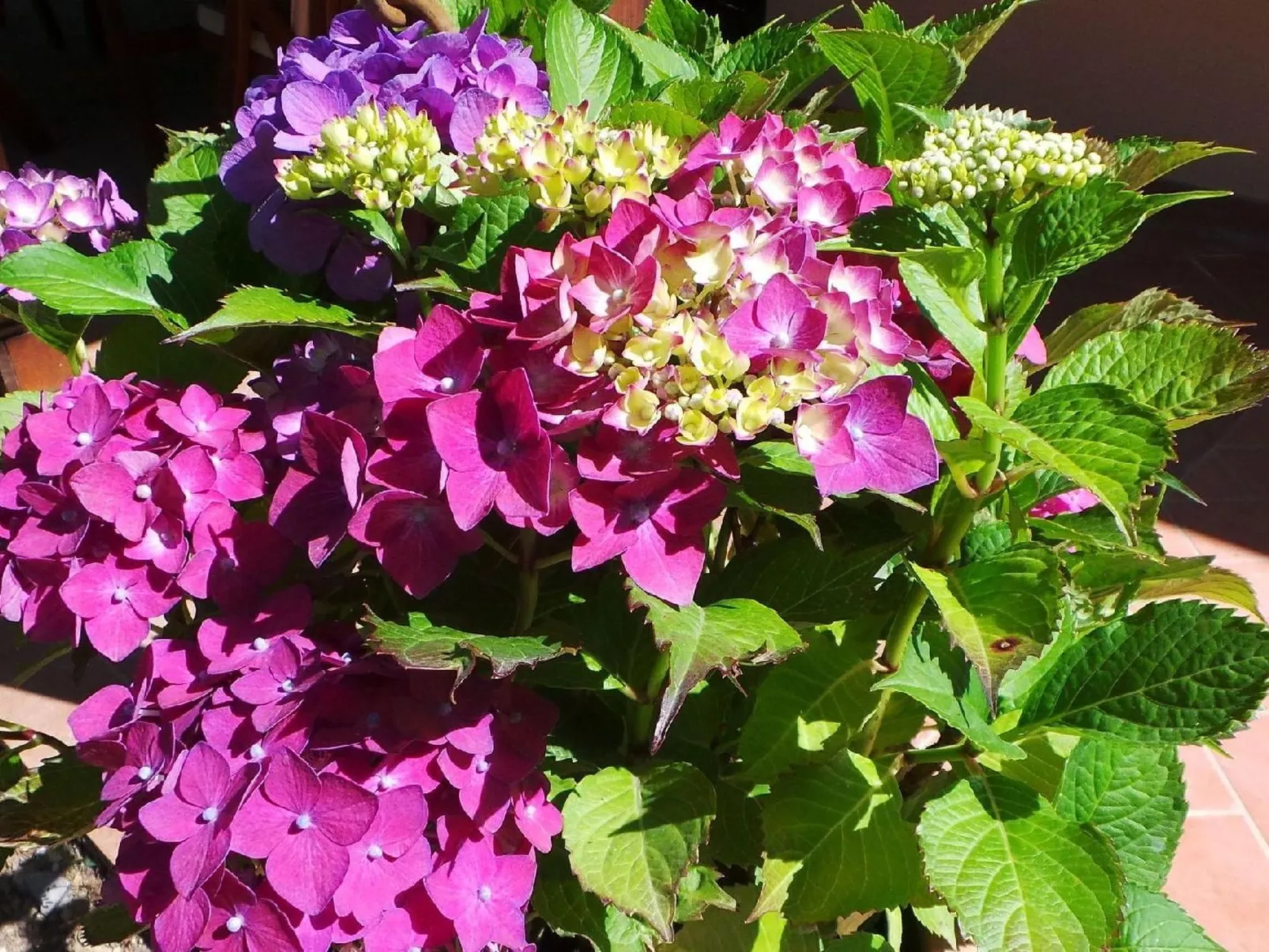 Wohnung 'Sonne und Mond' mit Schwimmbad-Buiten