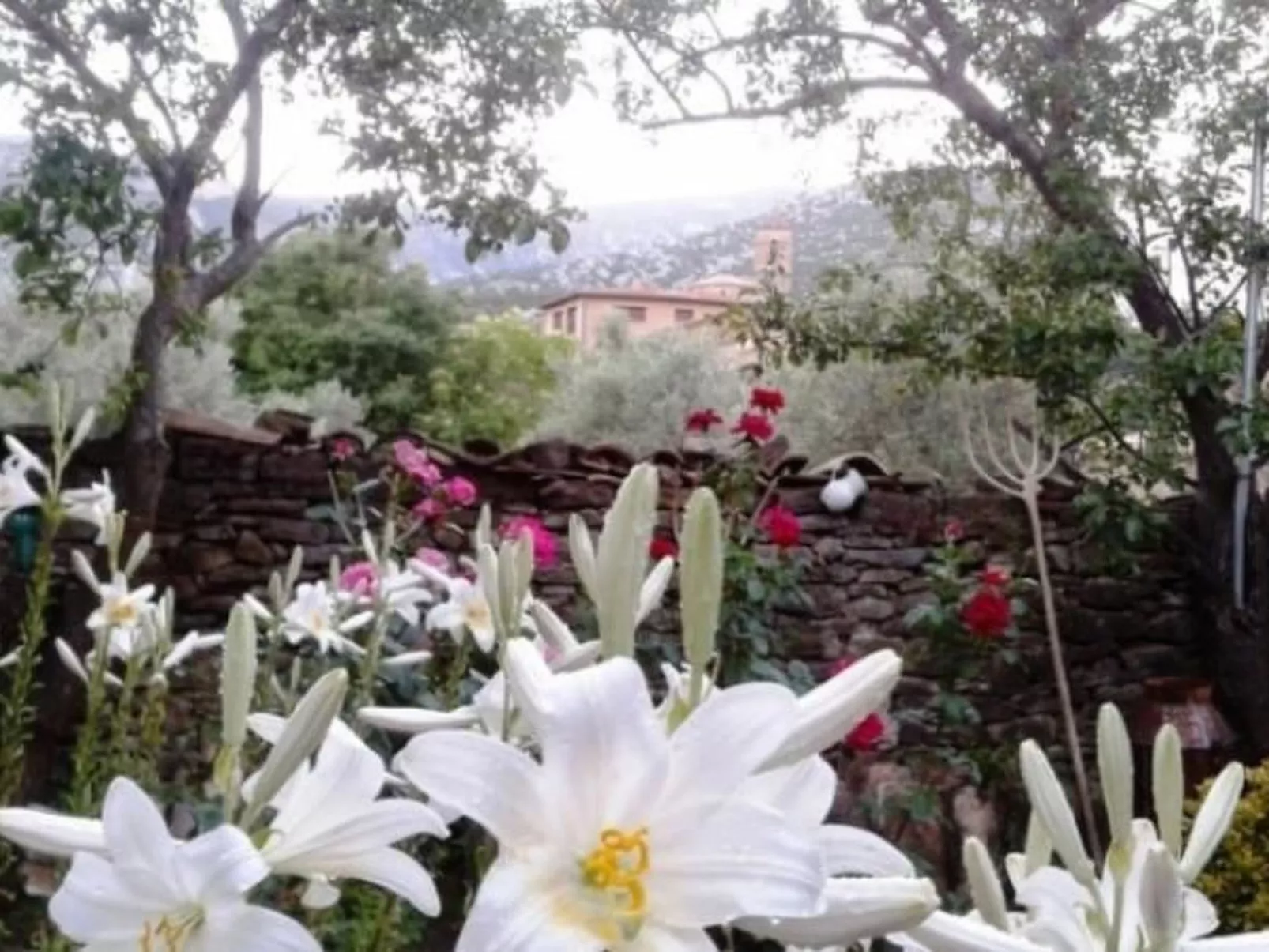 Javier Haus-Image-tags.info