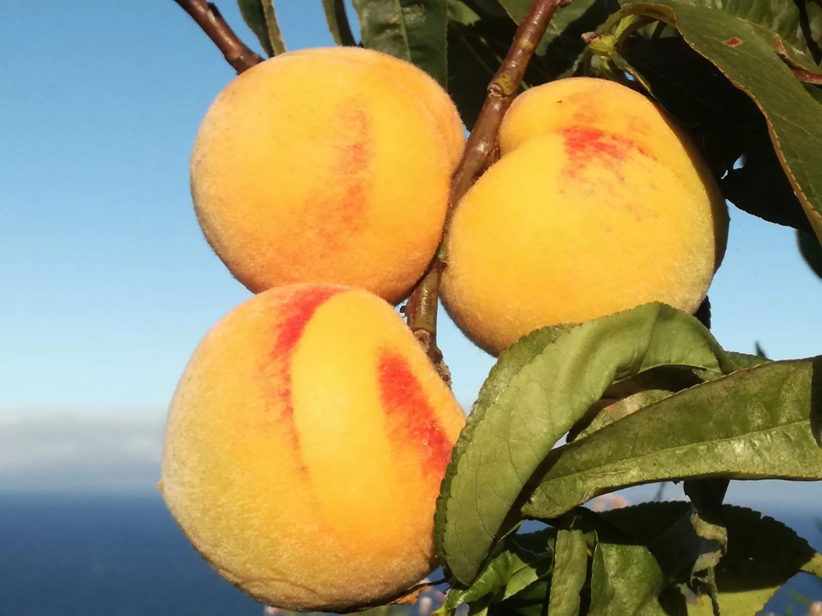 In Monte Breñas mit Grill, Terrasse und Garten-Buiten