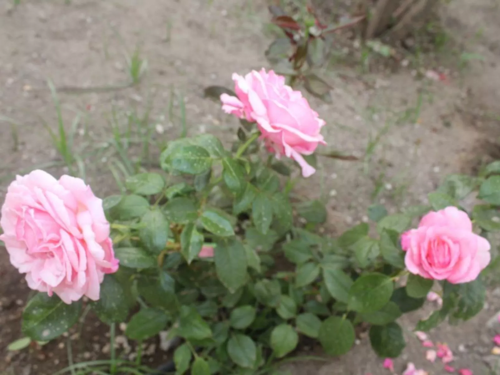 Wohnung 'Blue 236' in Strandnähe-Image-tags.info