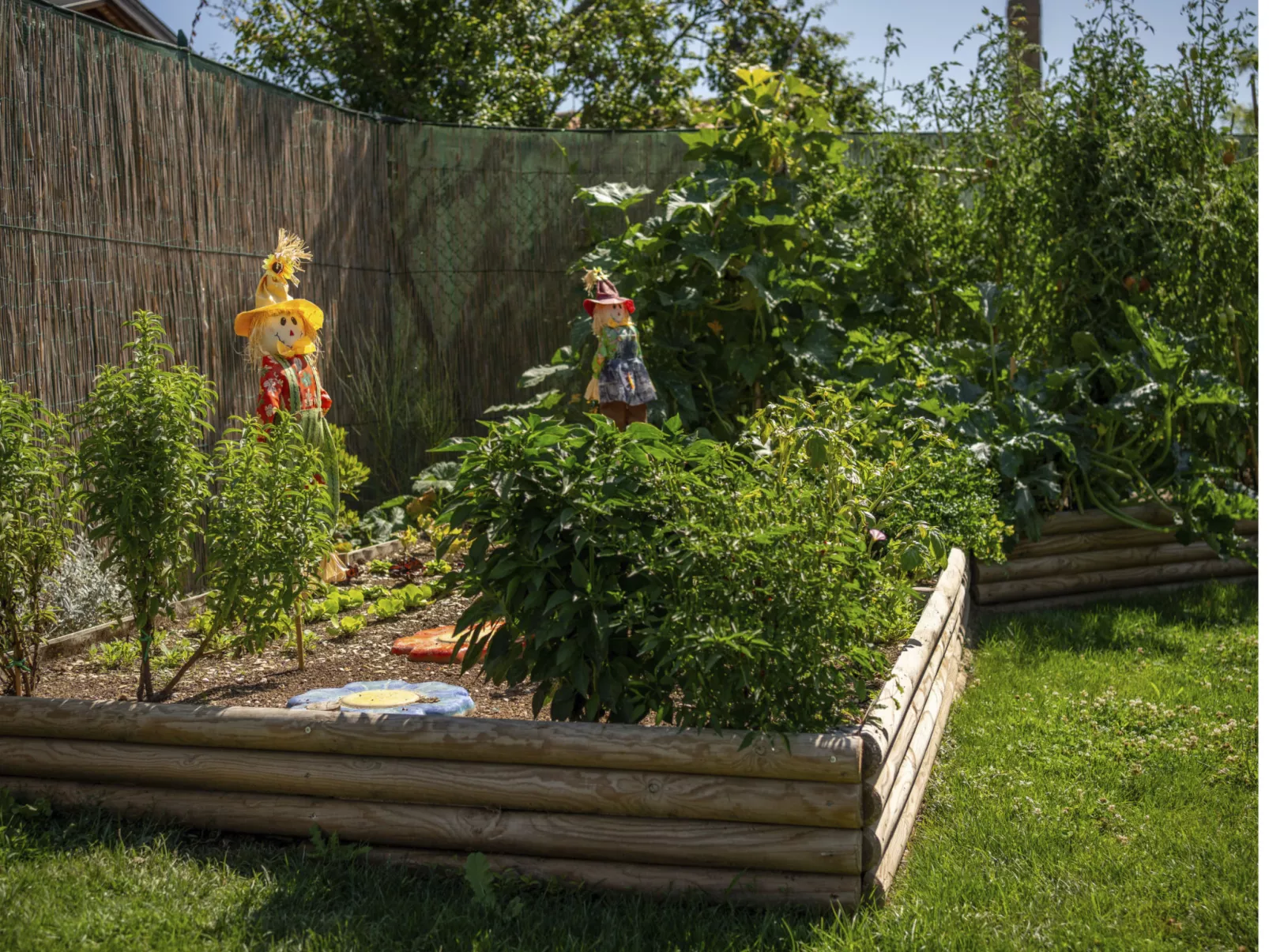 'Vindemia la salmon-Image-tags.info