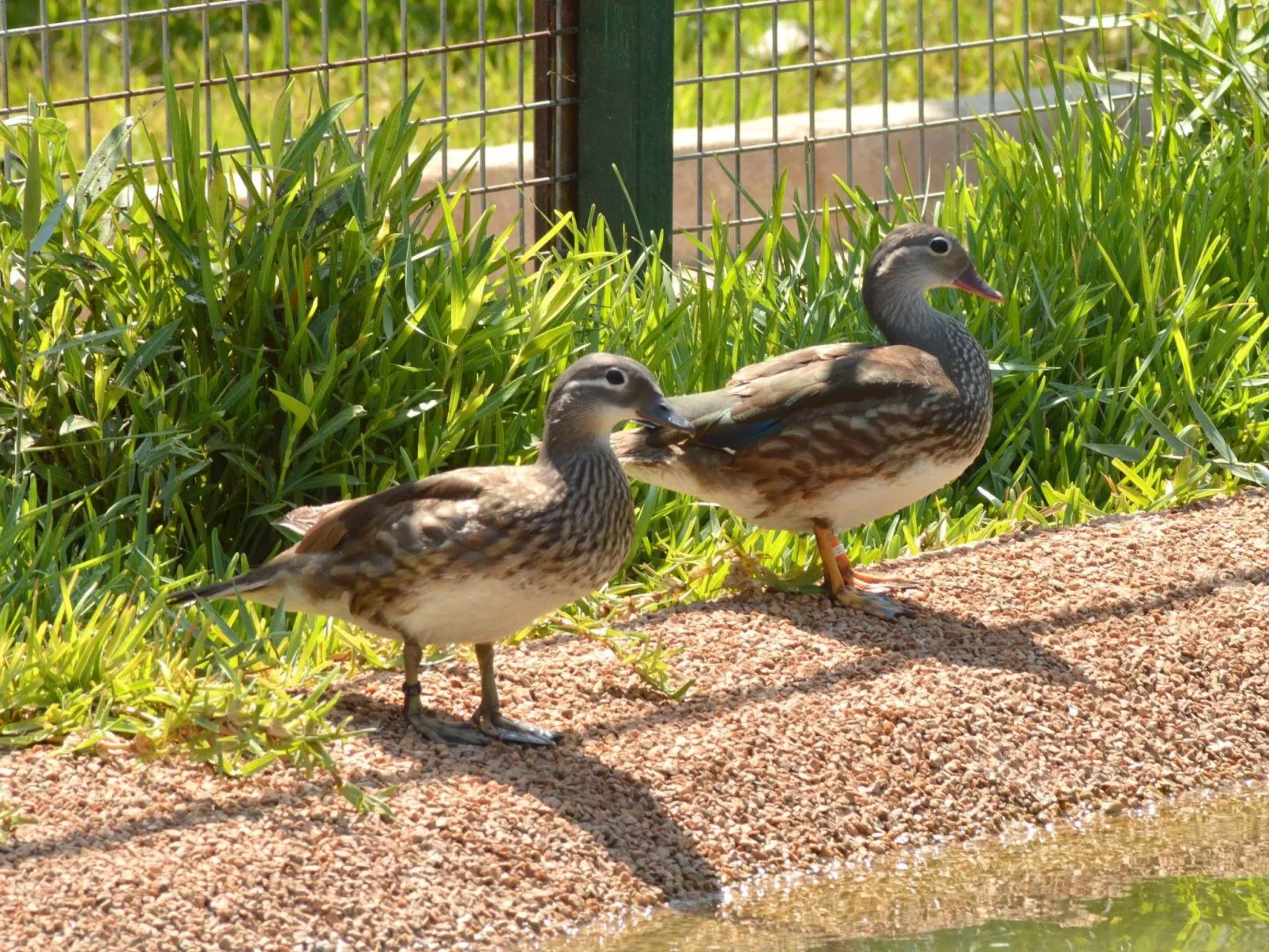 Oasis 11-Image-tags.info