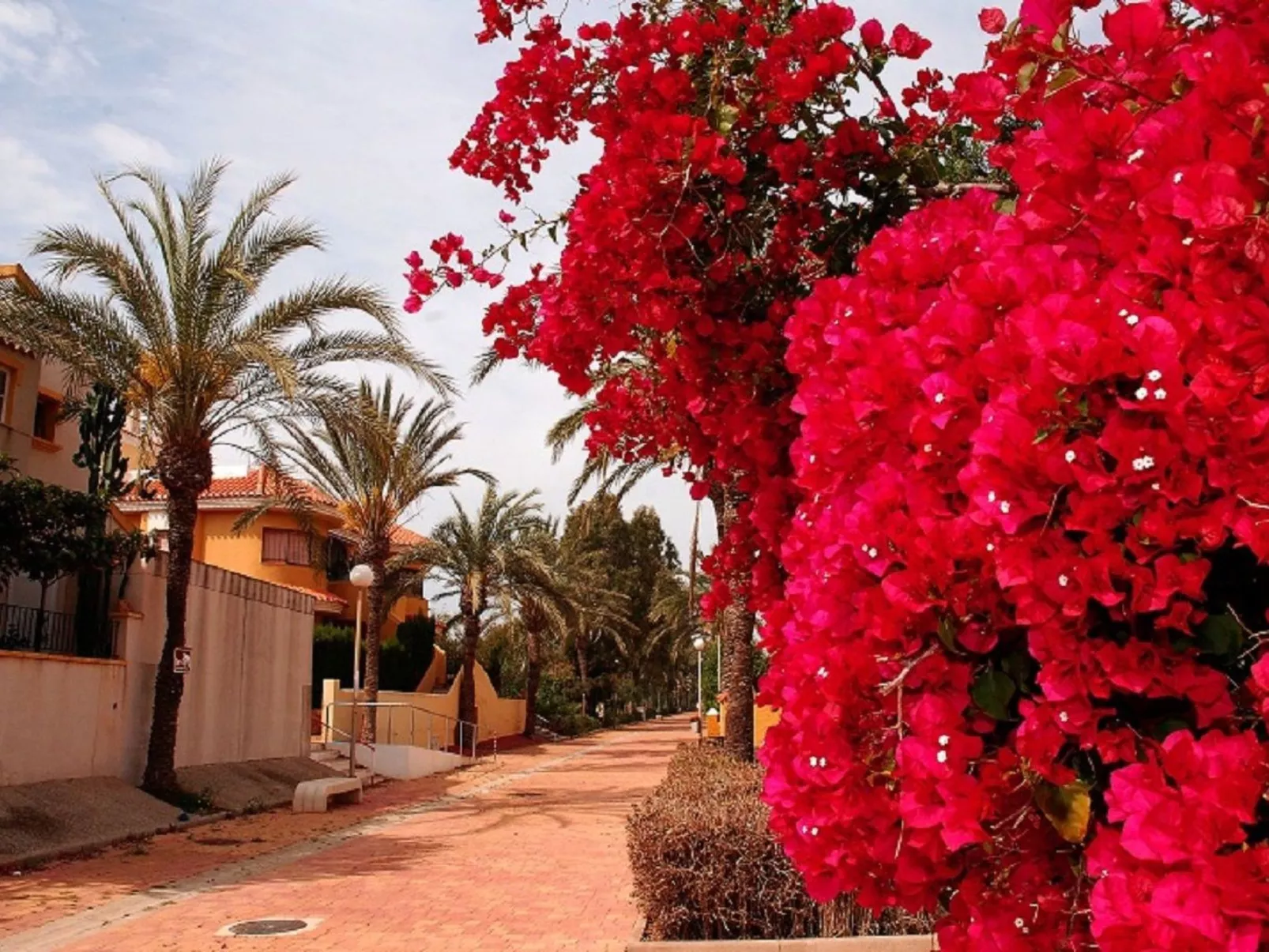 EDF. ESTRELLA 17-Image-tags.info