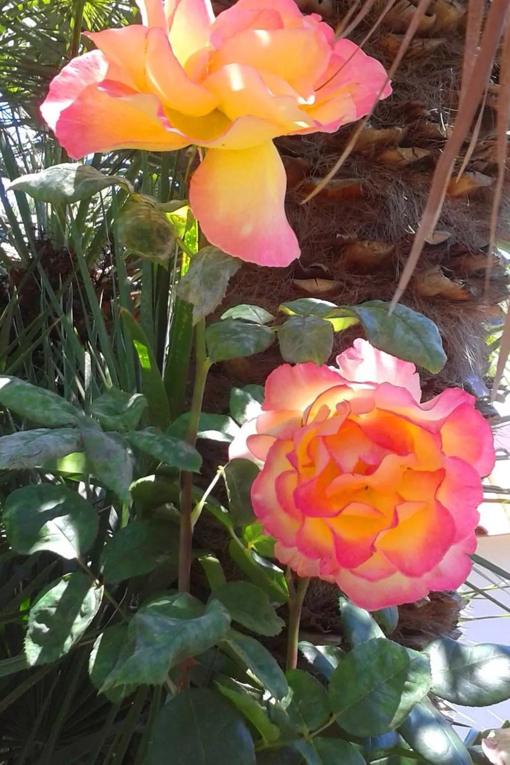 La Terrazza-Image-tags.info