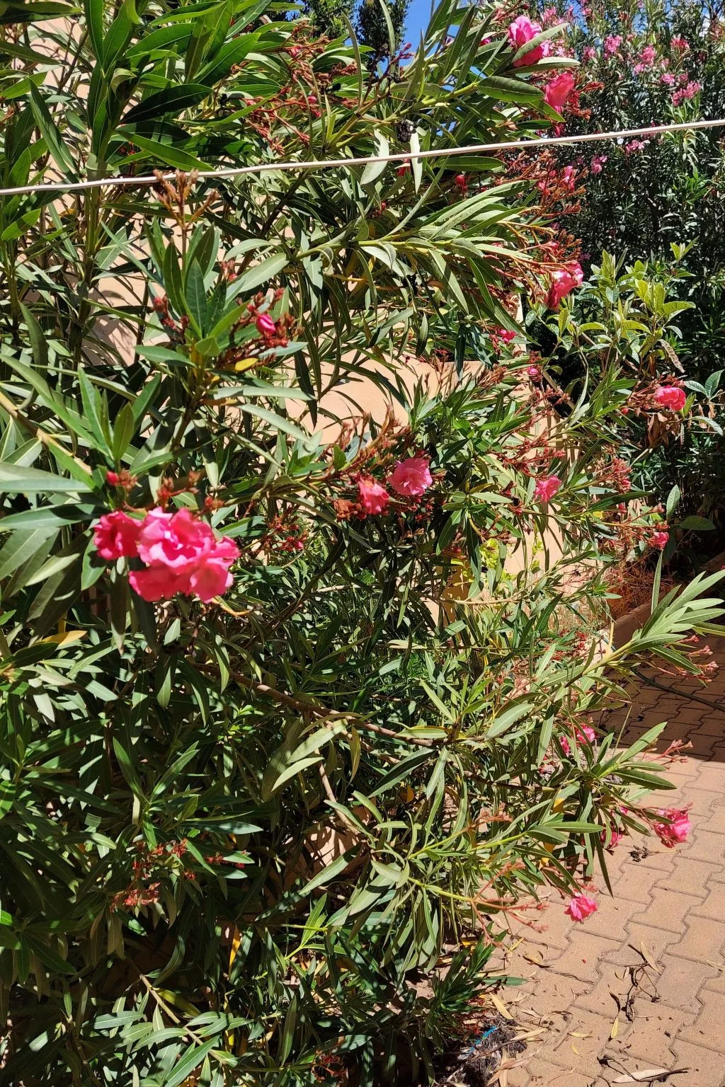 Terrazza Paradiso-Image-tags.info