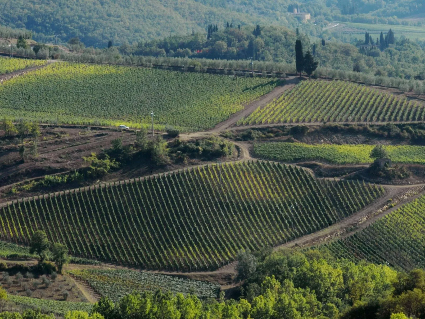 Anwesen "Frantoio" mit Infinity-Pool-Buiten