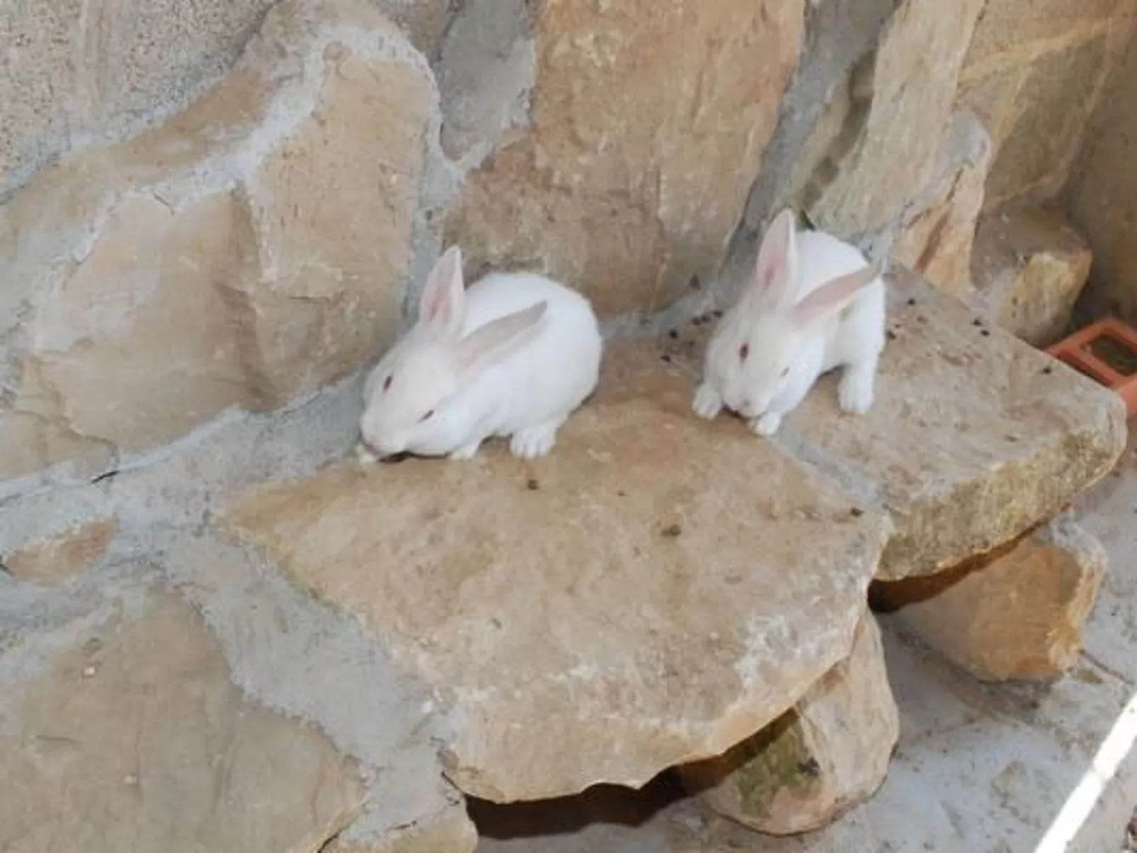 "Cal Serveró." mit Terrasse-Image-tags.info