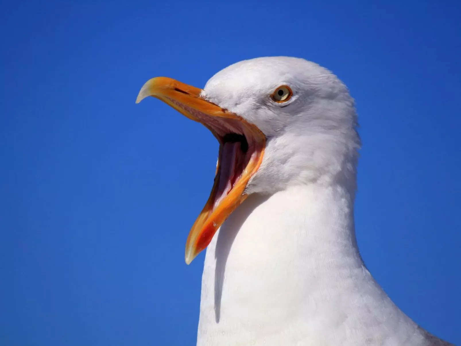 In Burhave mit Großer Terrasse-Image-tags.info