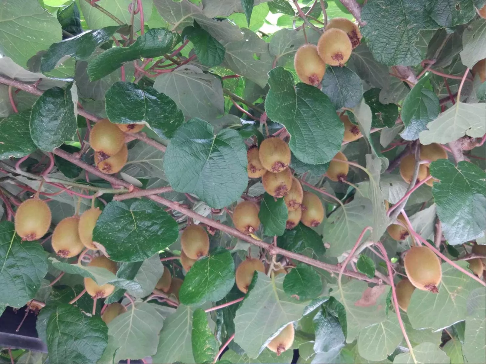 Wohnung Lapanja 2 mit Gemeinschaftsgarten-Buiten