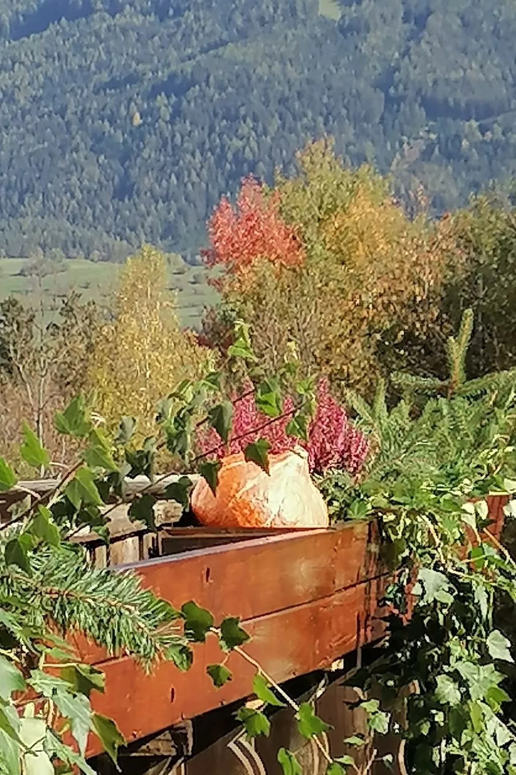 Riedbach in Mutters-Buiten