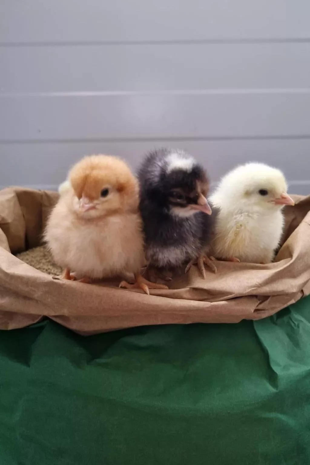 Bio-Hof Brudersrüti-Image-tags.info