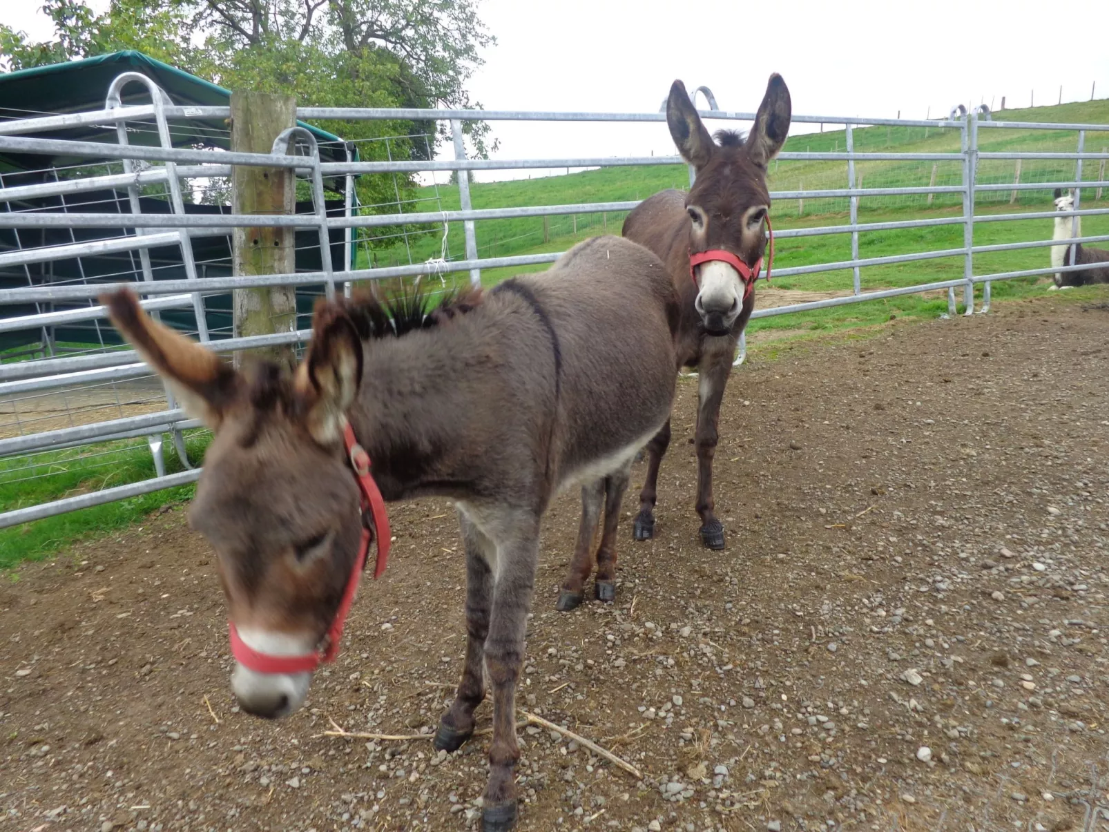 Lamahof Tschäppel-Buiten