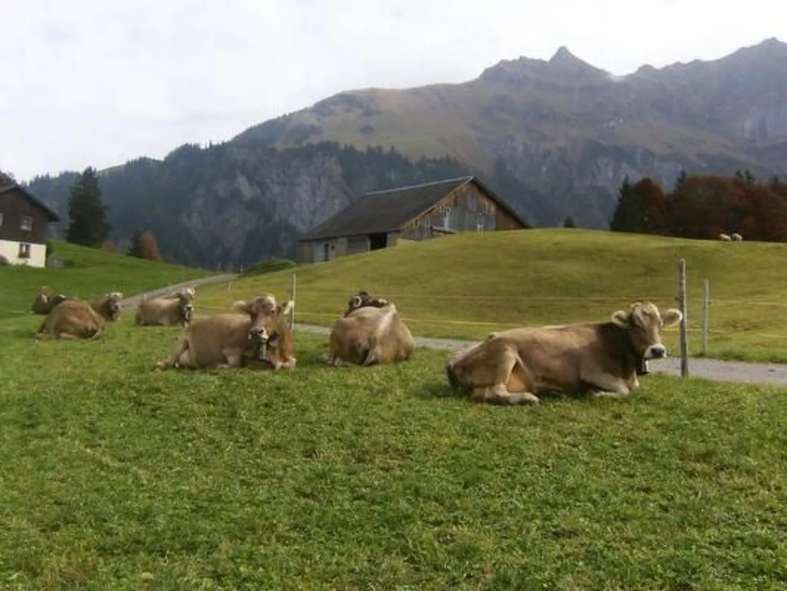 Ferien im grünen rechts-Buiten