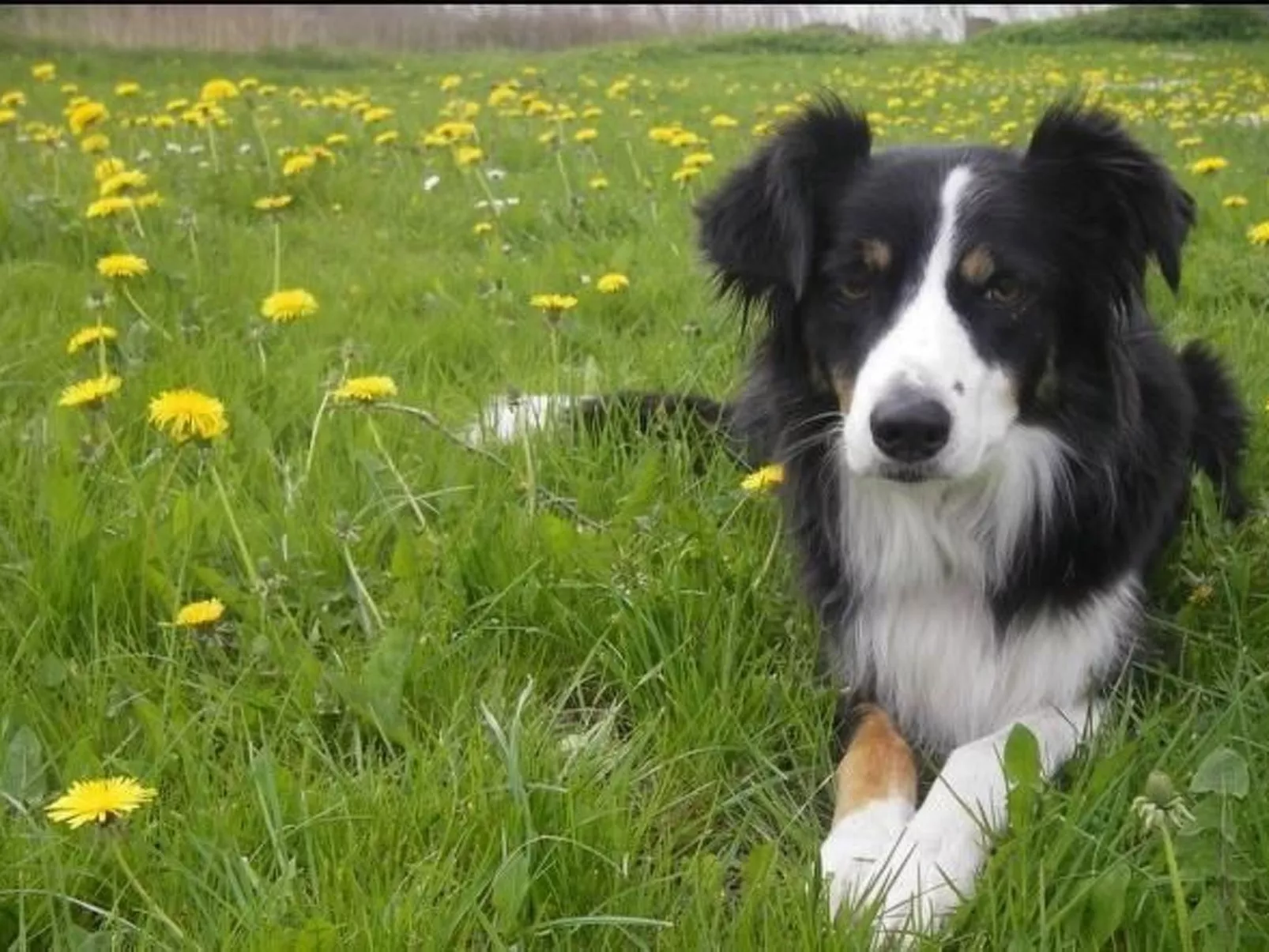 In Röhrnbach mit Grill und Terrasse-Buiten