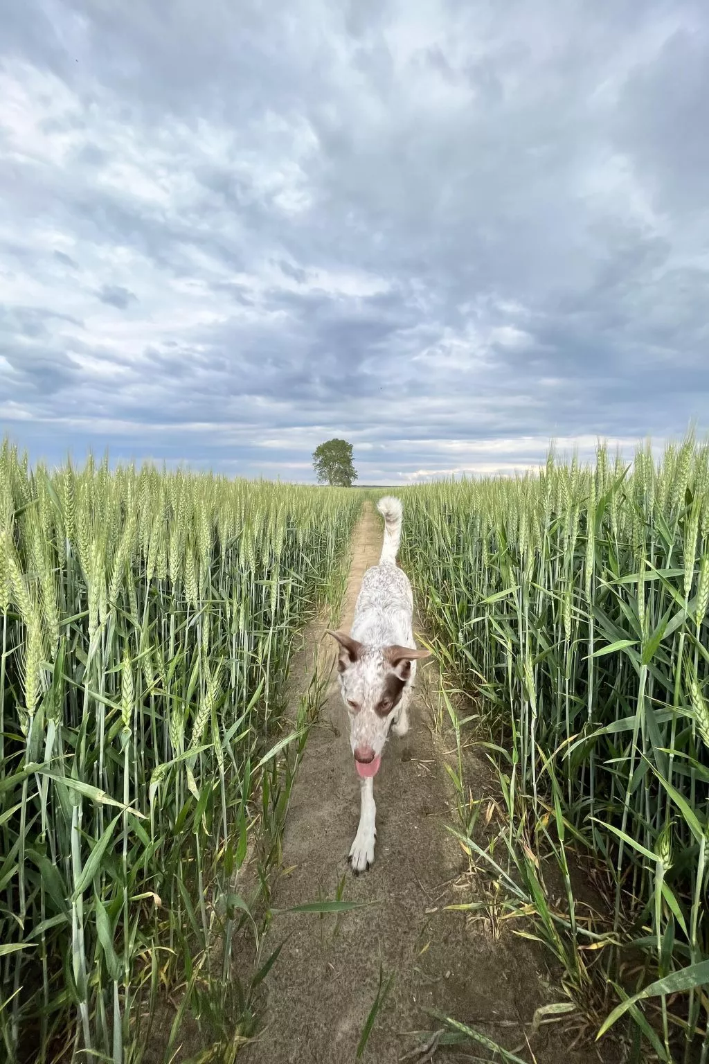 Möwe in Ummanz-Lüßvitz-Buiten