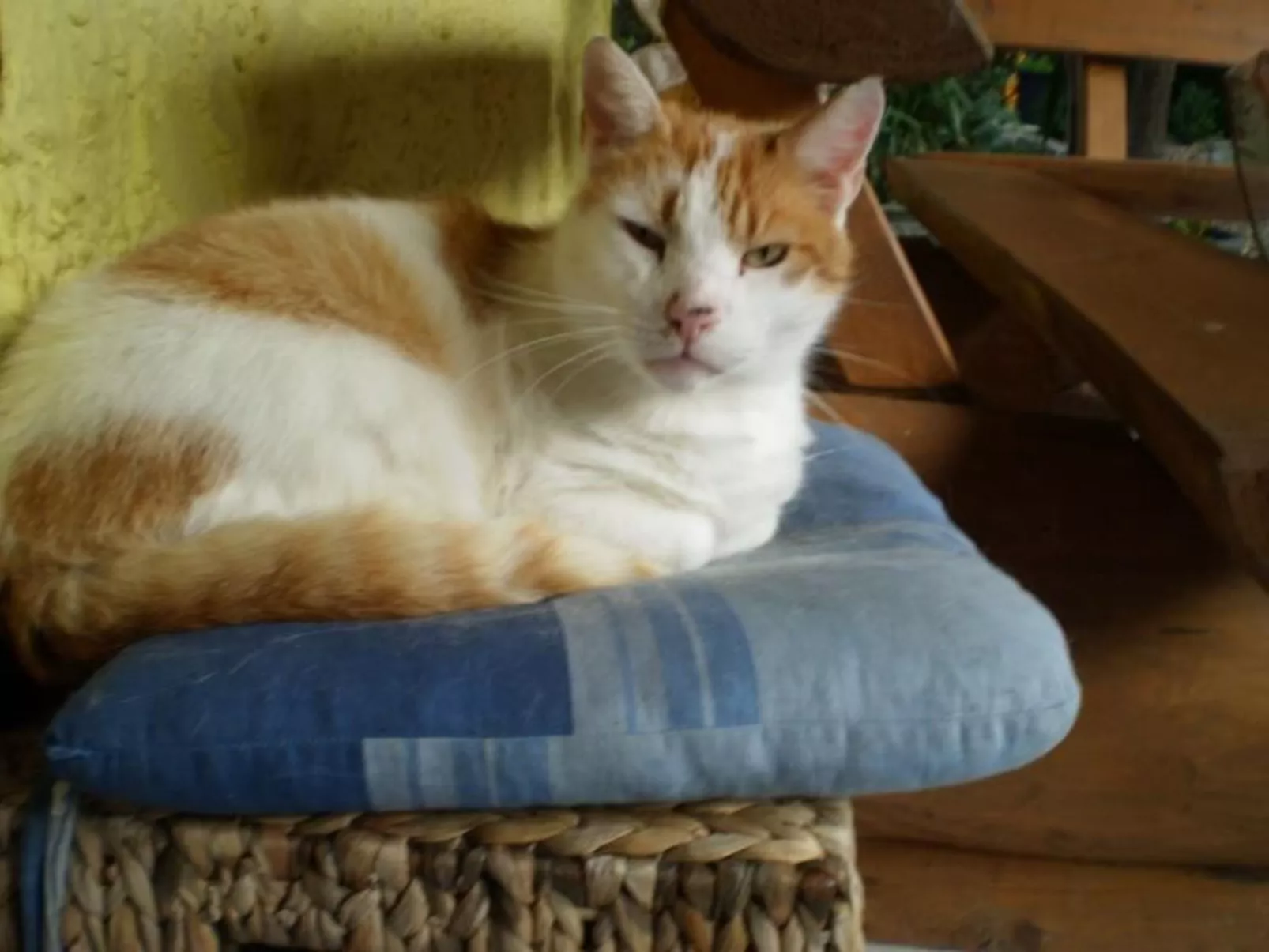 Gemütliche Wohnung mit Terrasse-Image-tags.info