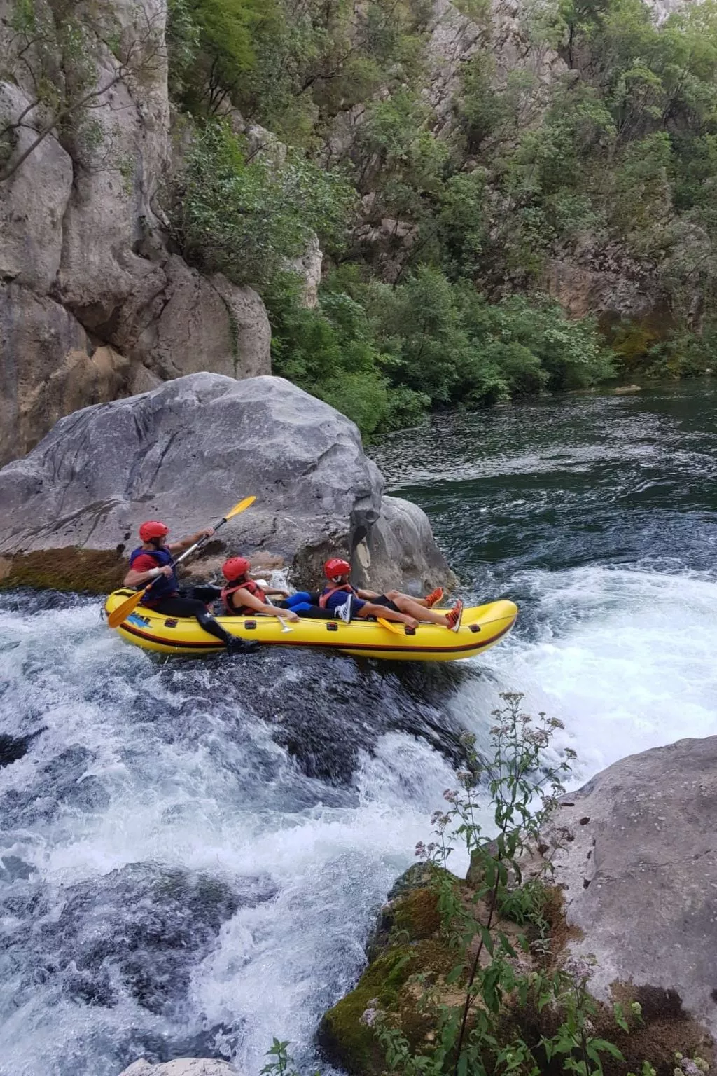 La Finca OliveTree-Image-tags.info