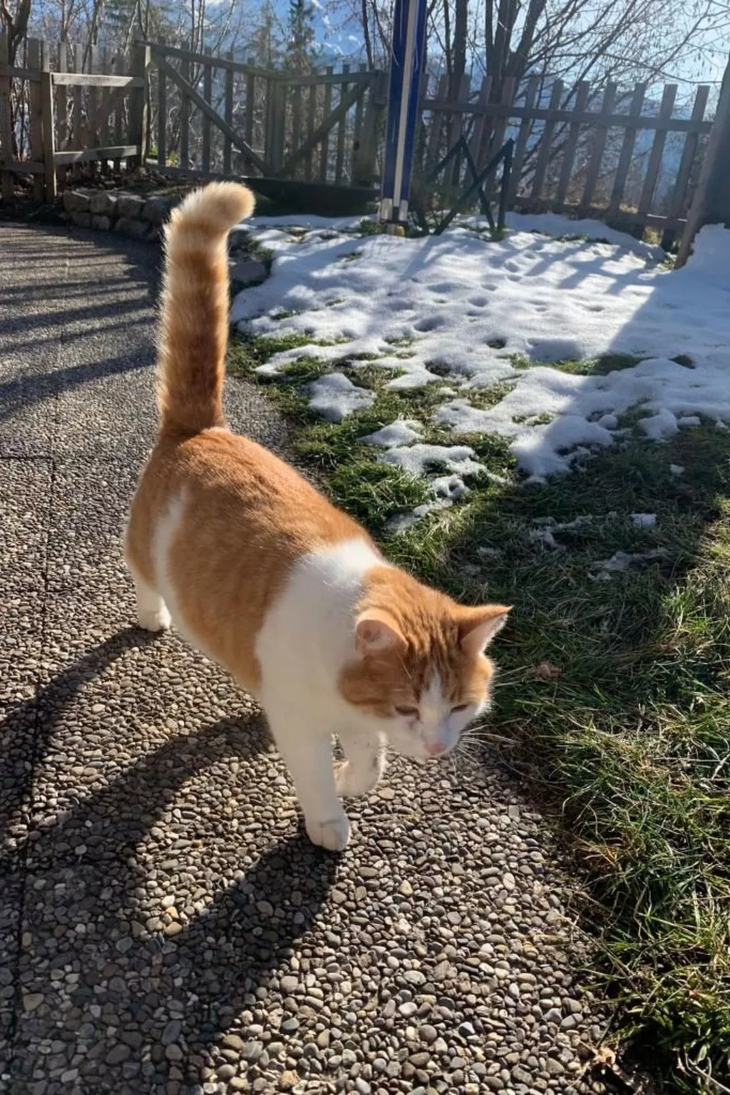 Chalet Felsli-Buiten