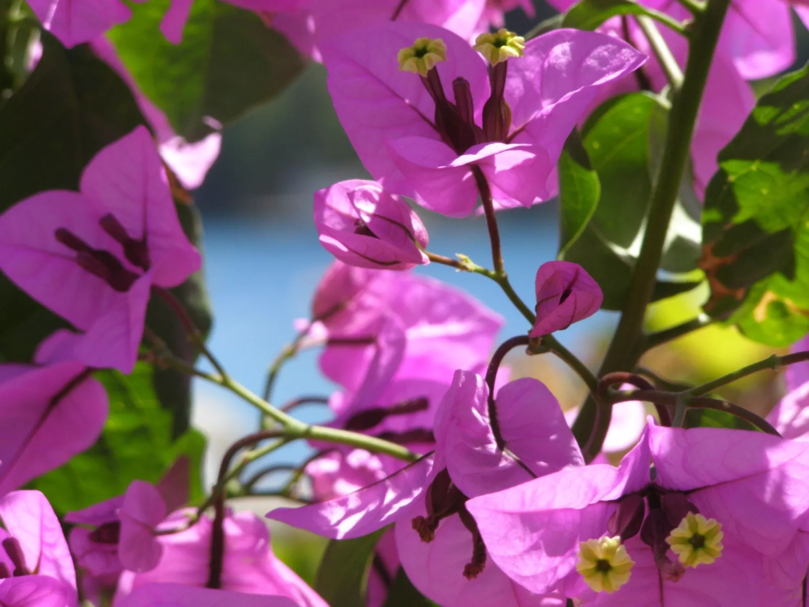Wohnung mit zwei Schlafzimmern, direkt am Meer-Buiten