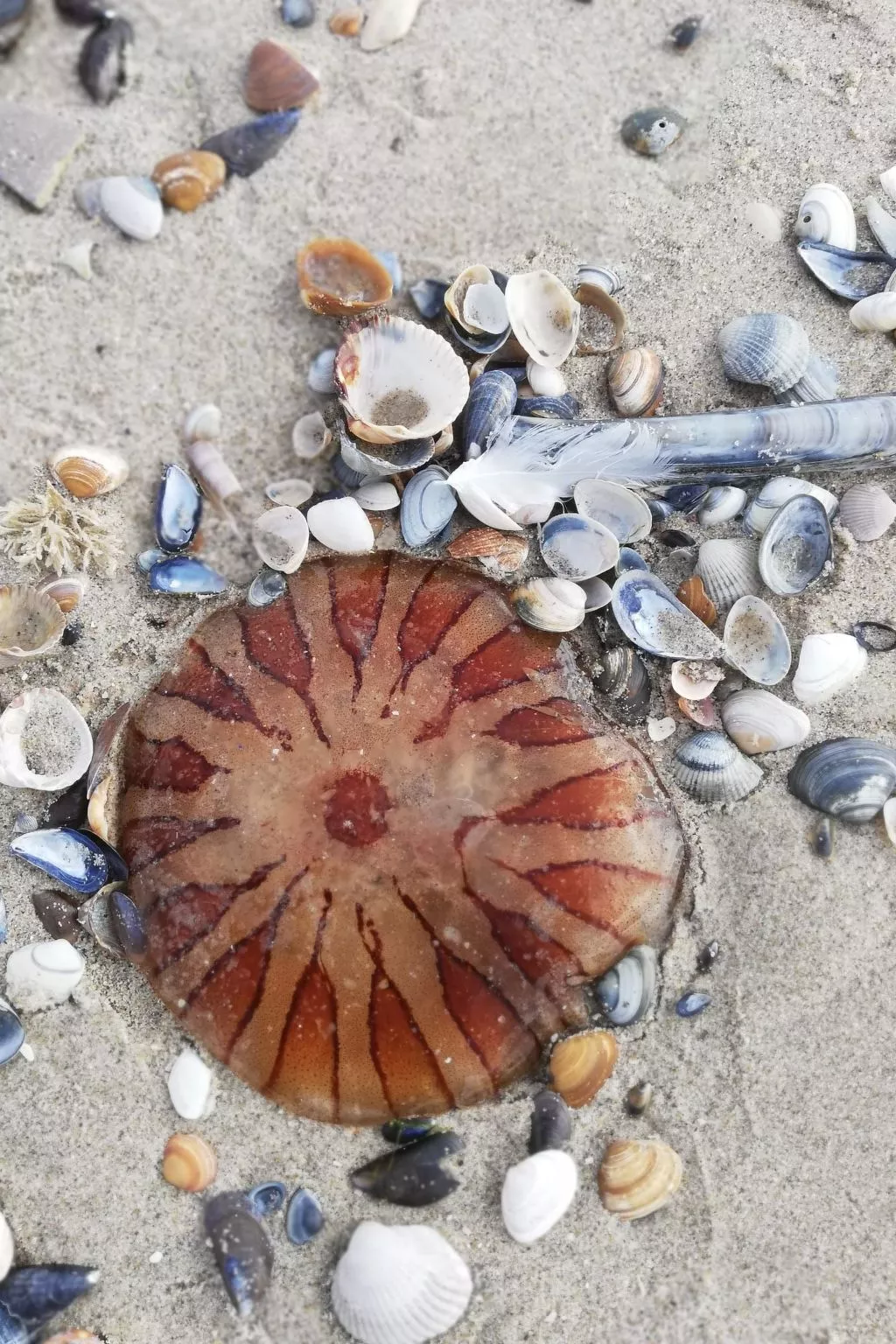 Stuivezandeweg 6, Nähe Strand-Image-tags.info