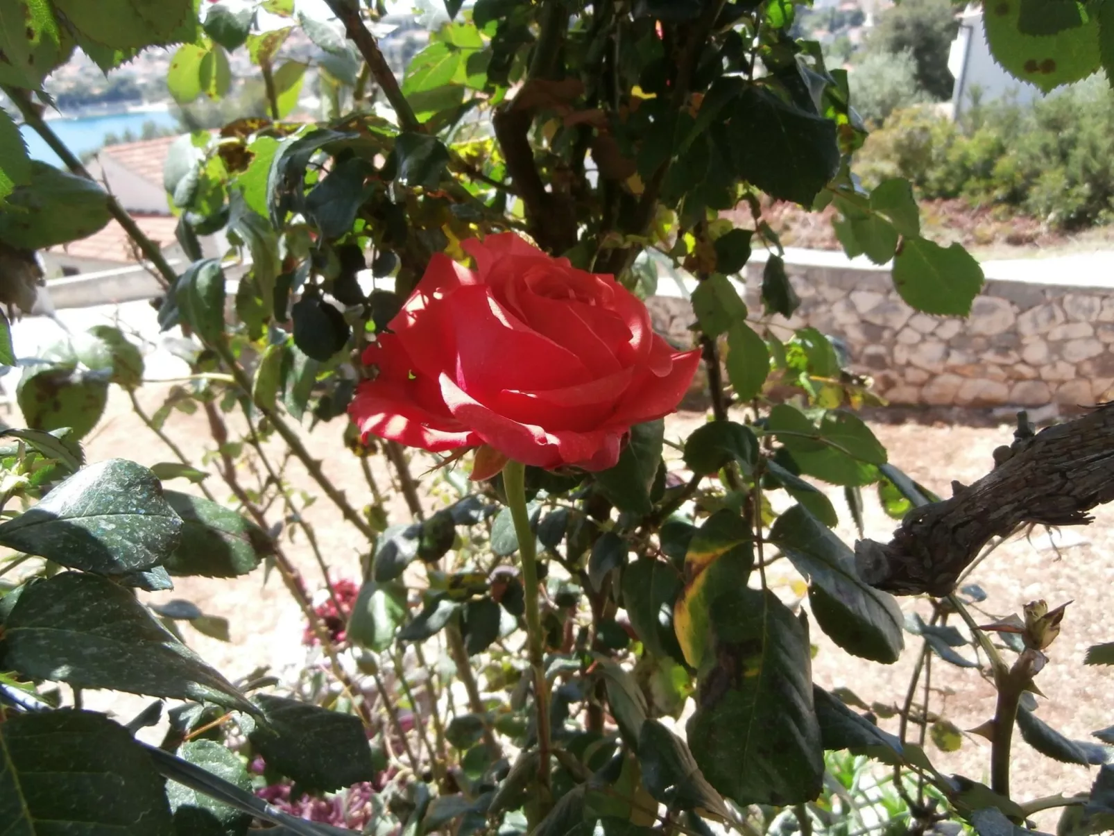 Wohnung mit Balkon und Meerblick-Buiten
