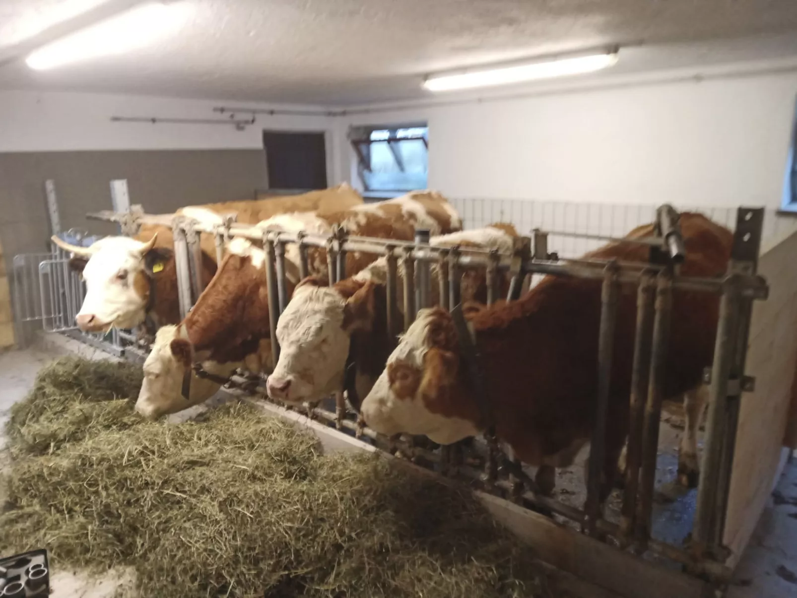 Wohnung in Unterschönau mit Grill-Buiten