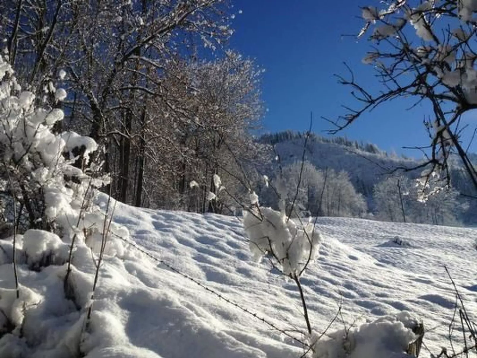 Flädermuus-Image-tags.info