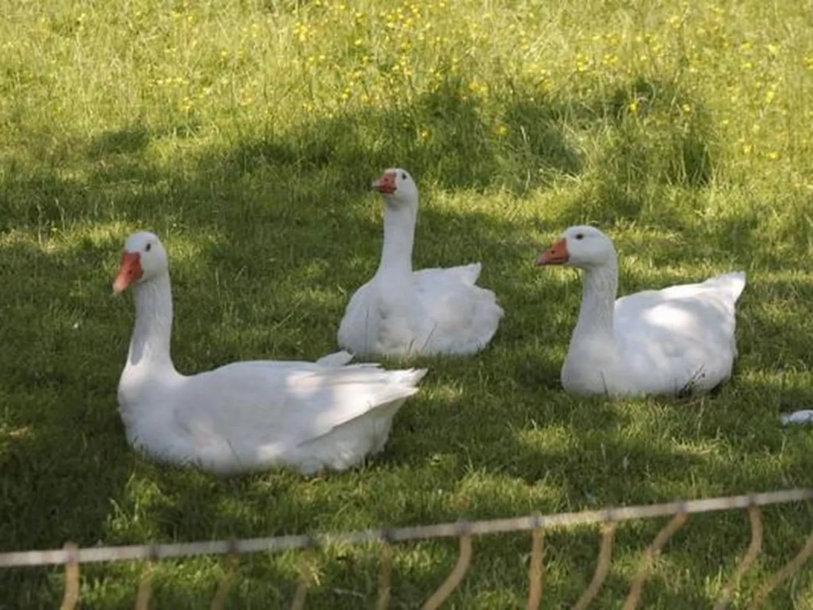 Rosentürmli - Buiten