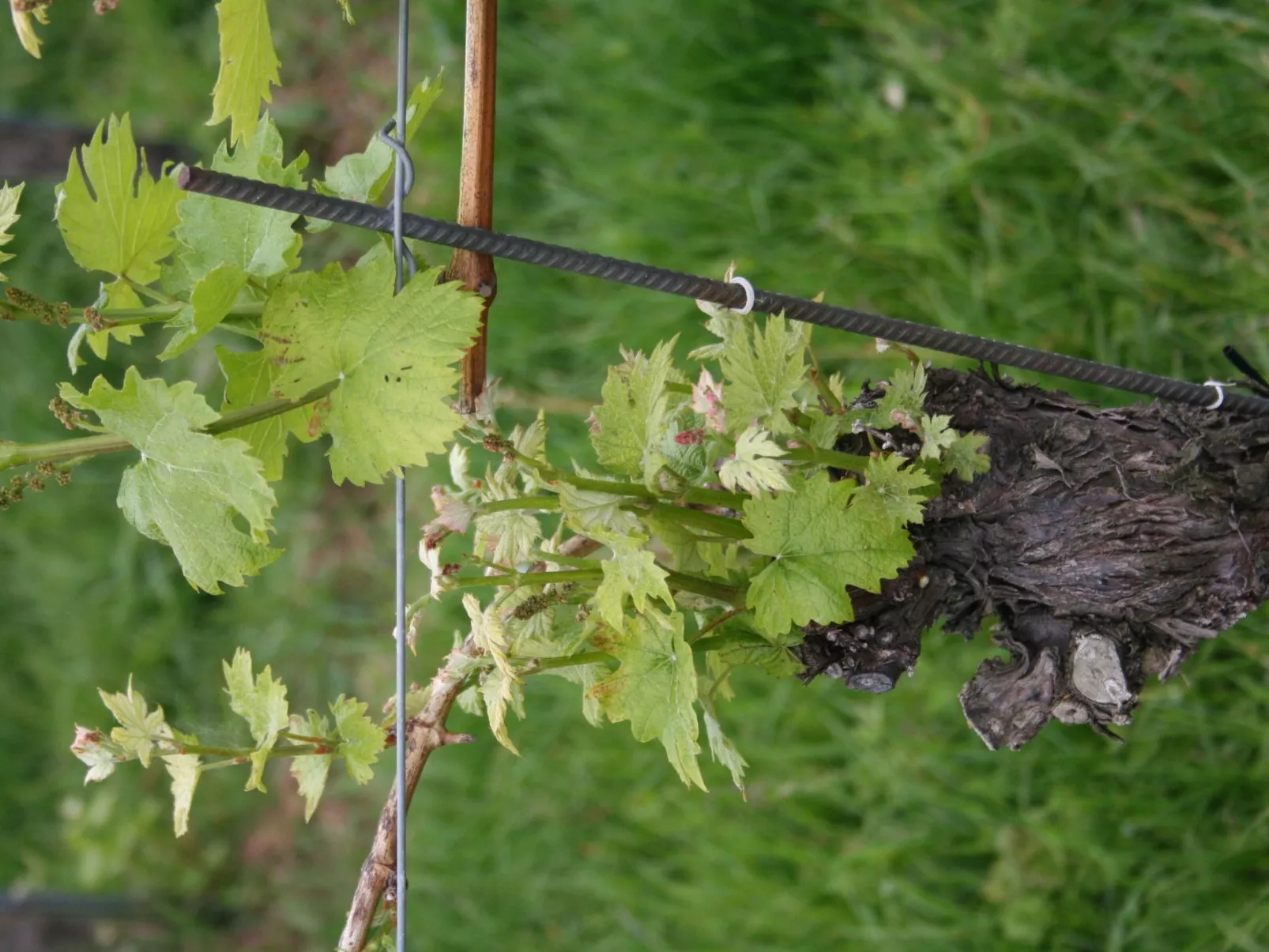 Rebenchalet-Image-tags.info