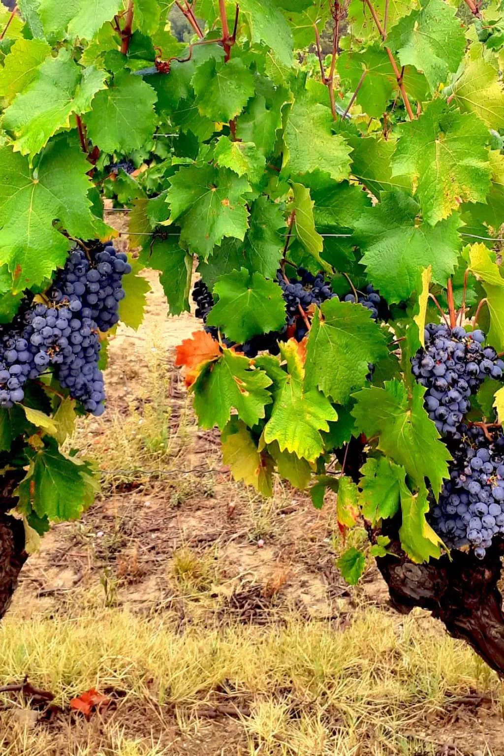 In La Livinière mit Großer Terrasse-Buiten
