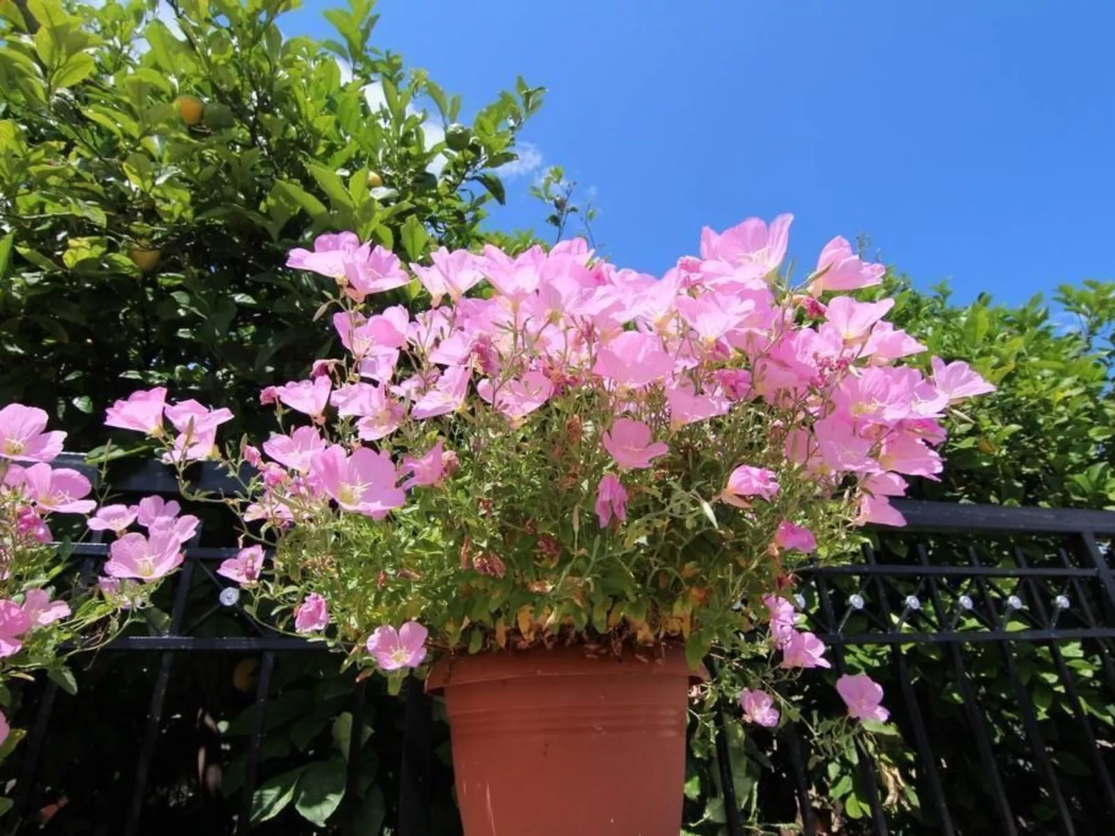 Appartement in Derveni mit Terrasse-Buiten