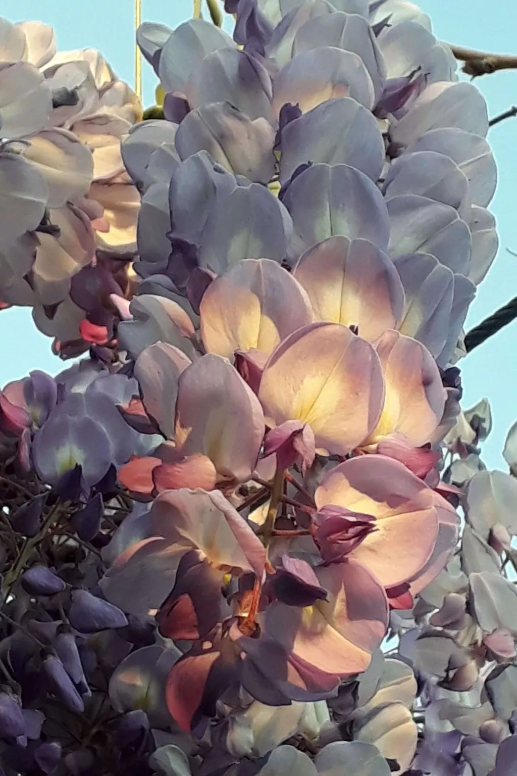 Quinta D'Avó Amélia, wunderschönes Landhaus zwischen den Bergen und dem Meer-Buiten