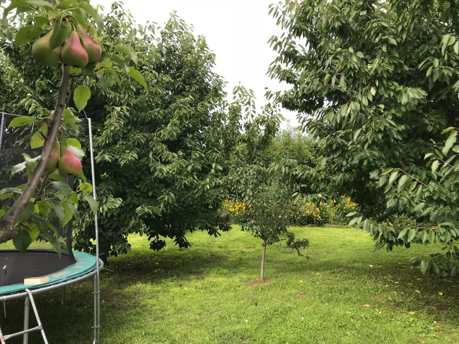 Hungarium am Platte-Buiten