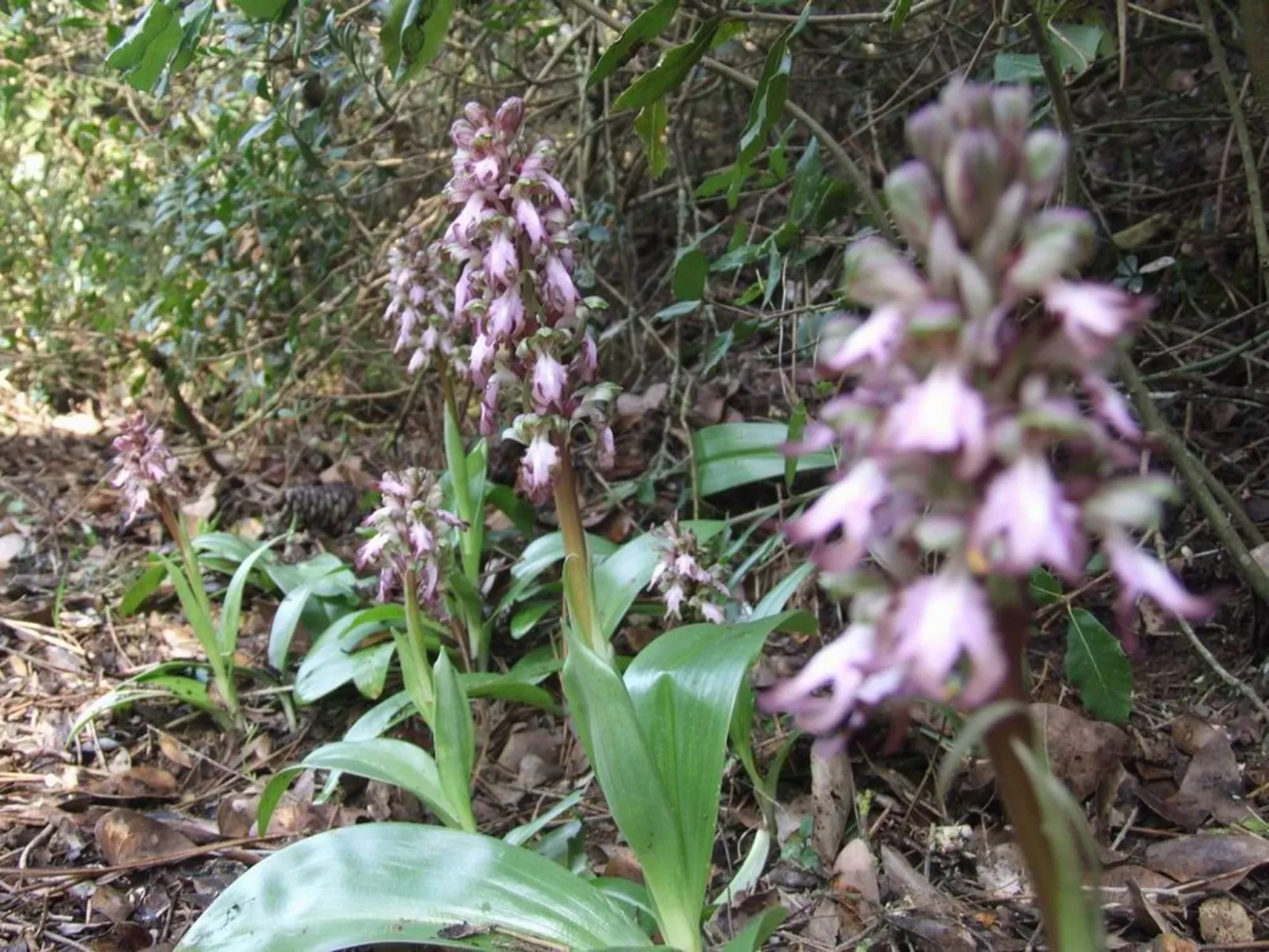 La Dalia' Wohnung mit Gemeinschaftspool-Image-tags.info