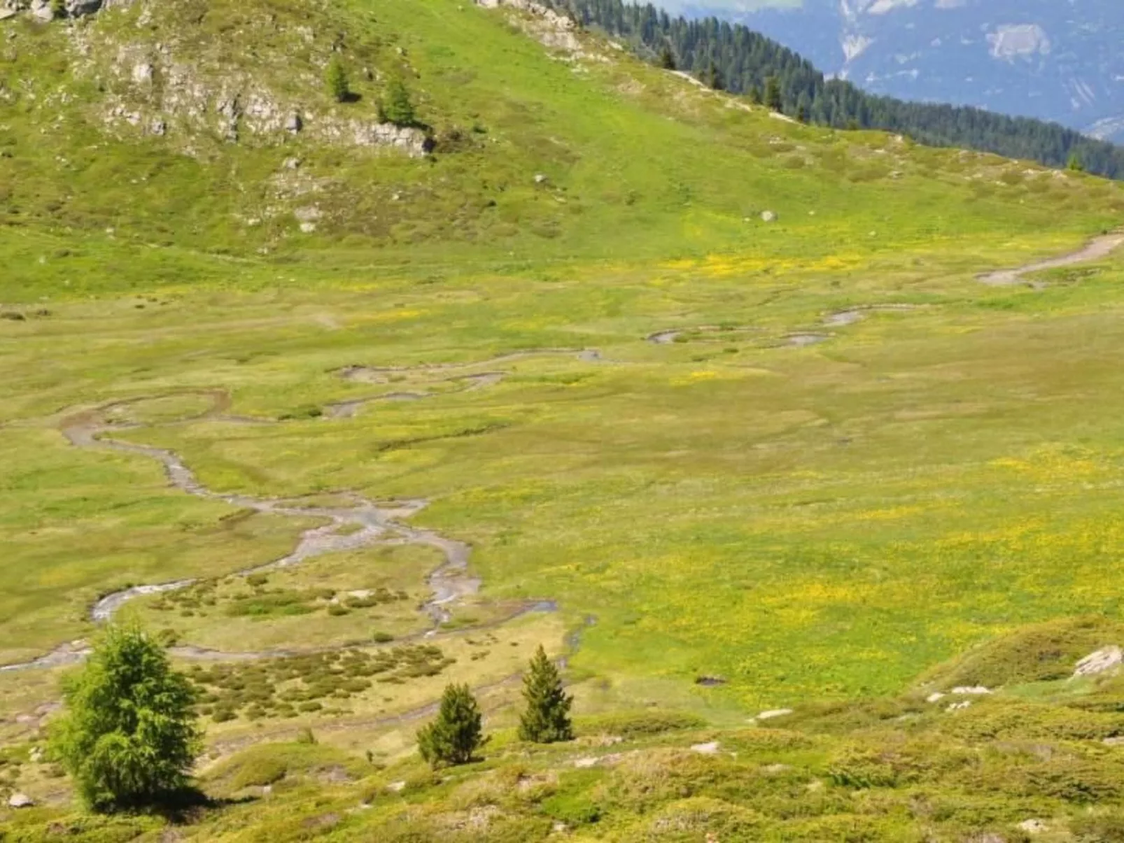 Blue Merle-Image-tags.info