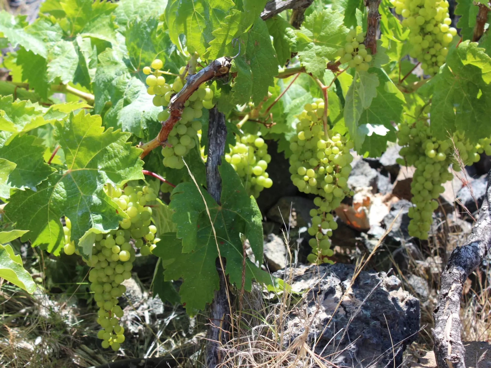 In Monte Breñas mit Grill, Terrasse und Garten-Image-tags.info