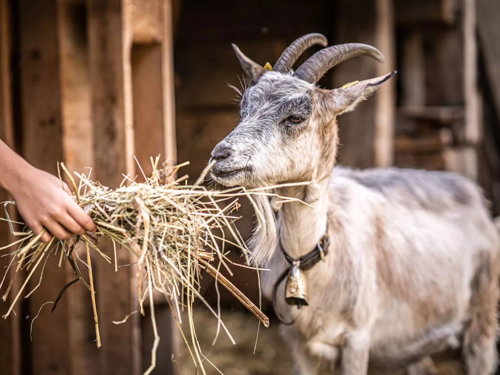 Bauernwohnung-Buiten