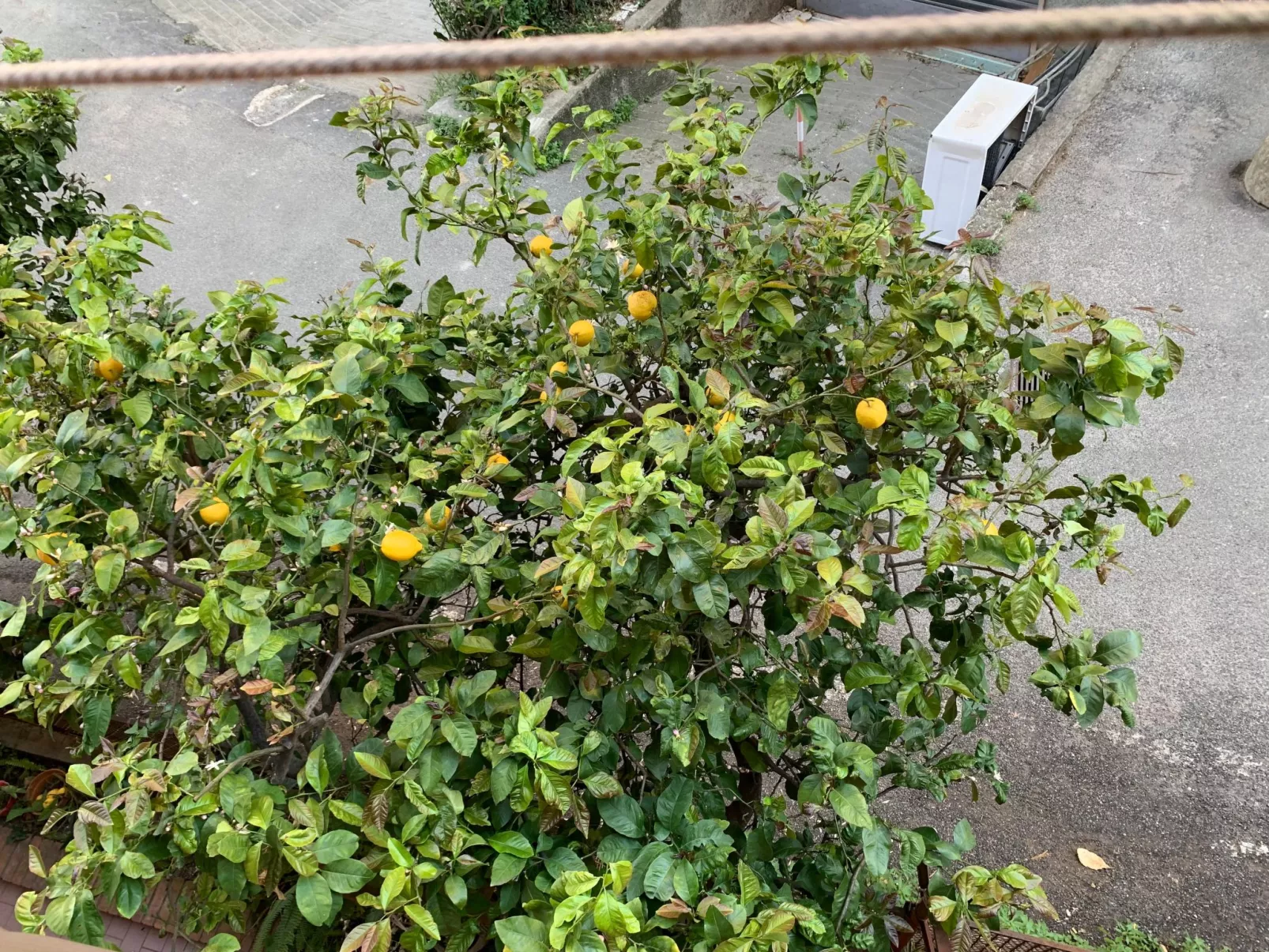 Wohnung 'Sonnenblume' mit Balkon-Buiten