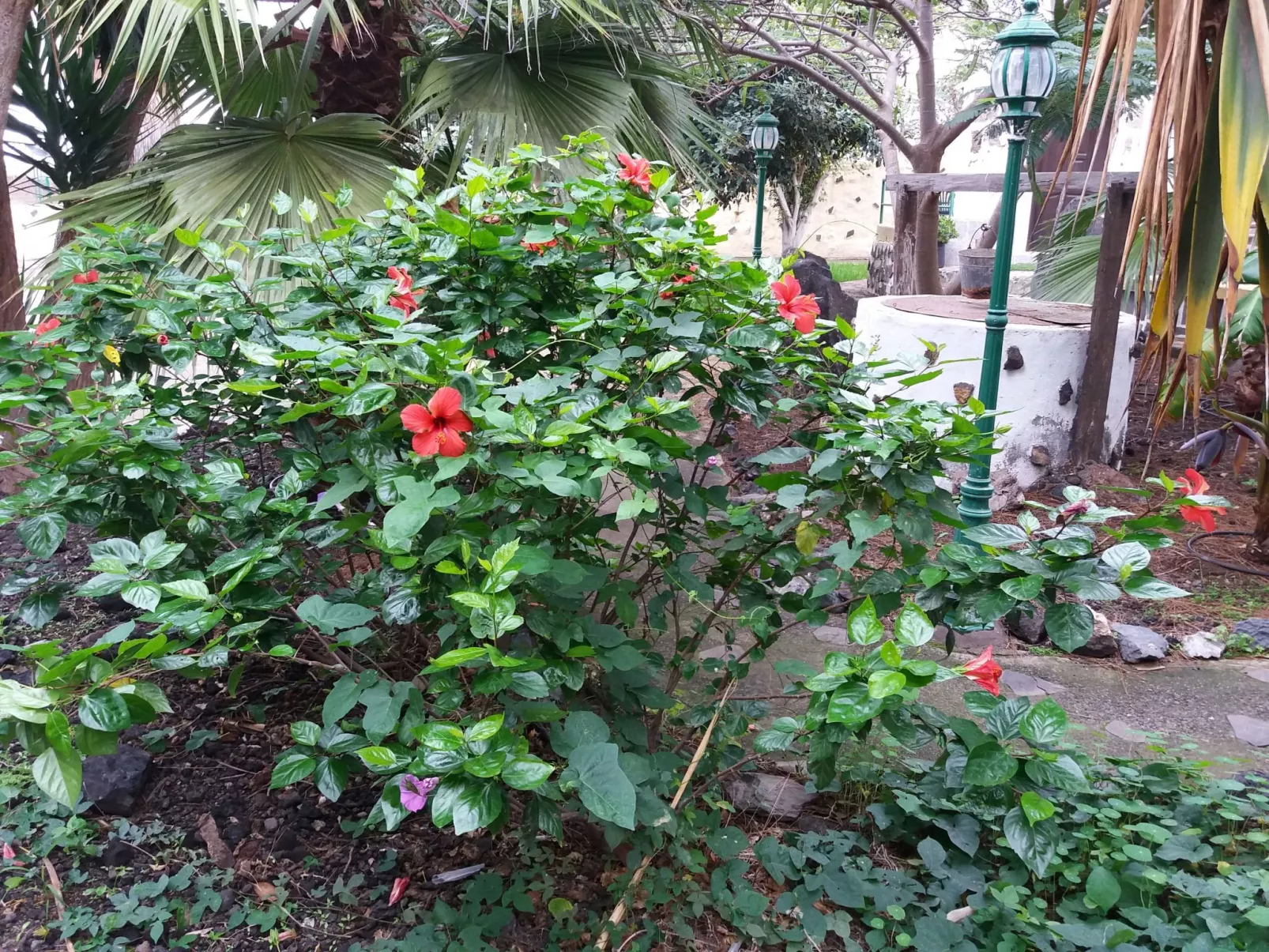 Haus El Cardón A1-Buiten