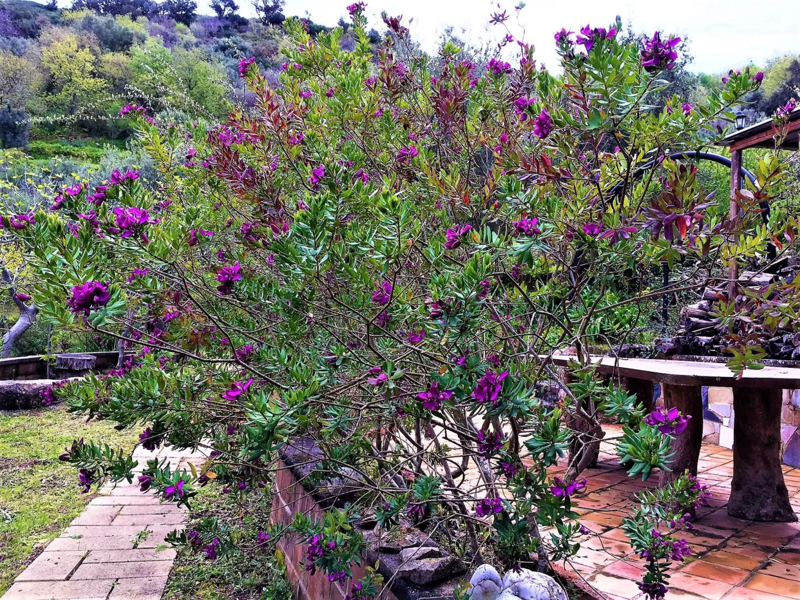 Flache Zeder-Image-tags.info