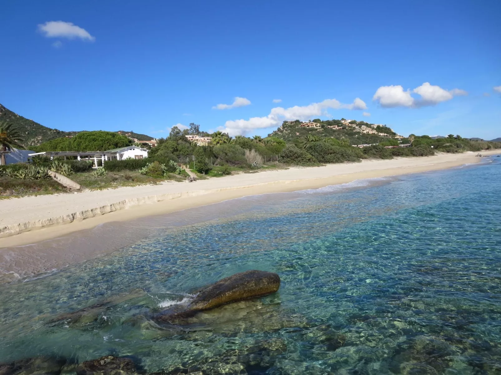 Bilo mimosa-Image-tags.info